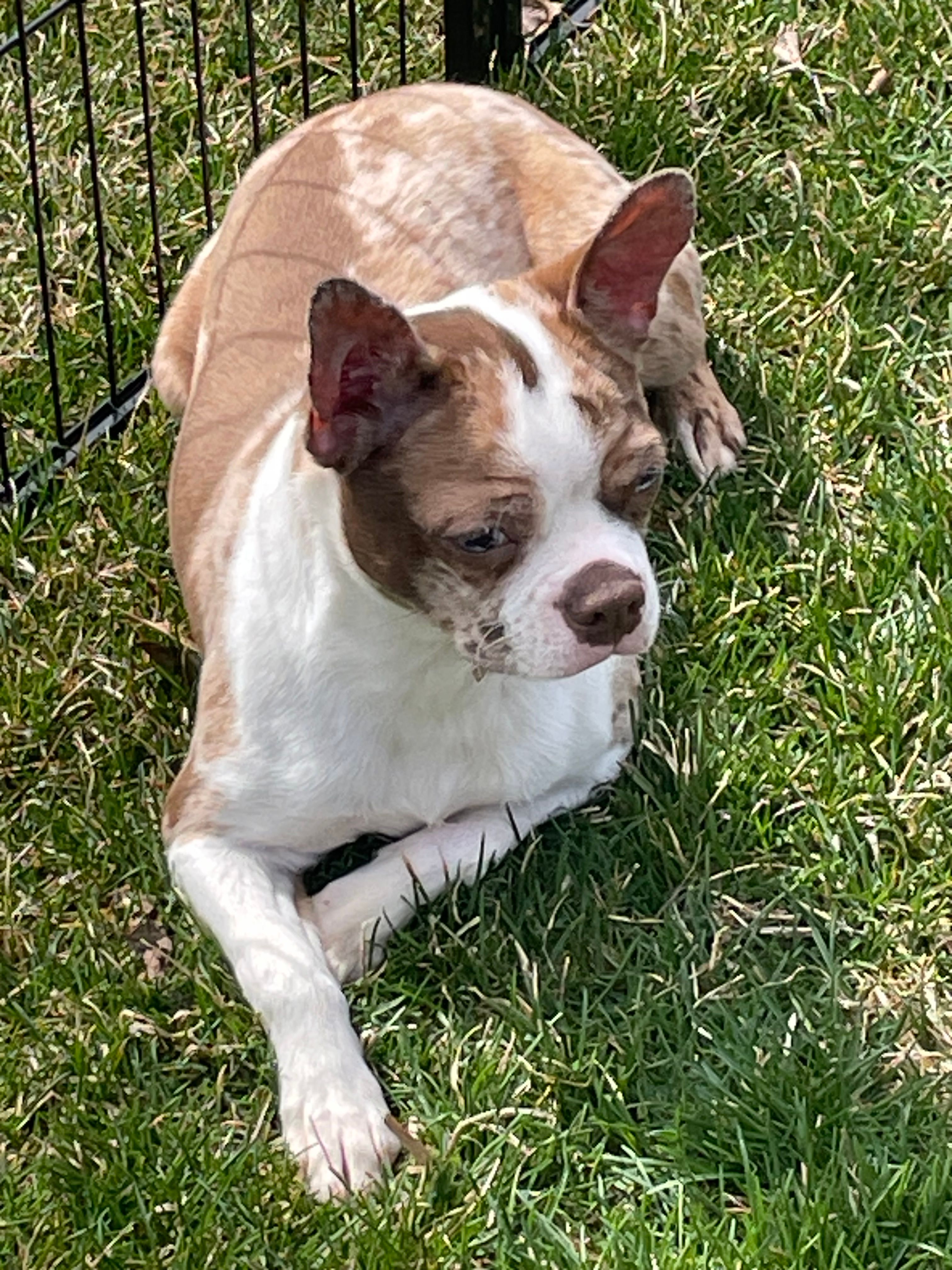 Cookie  – Boston Terrier puppy for sale in Union Grove, WI