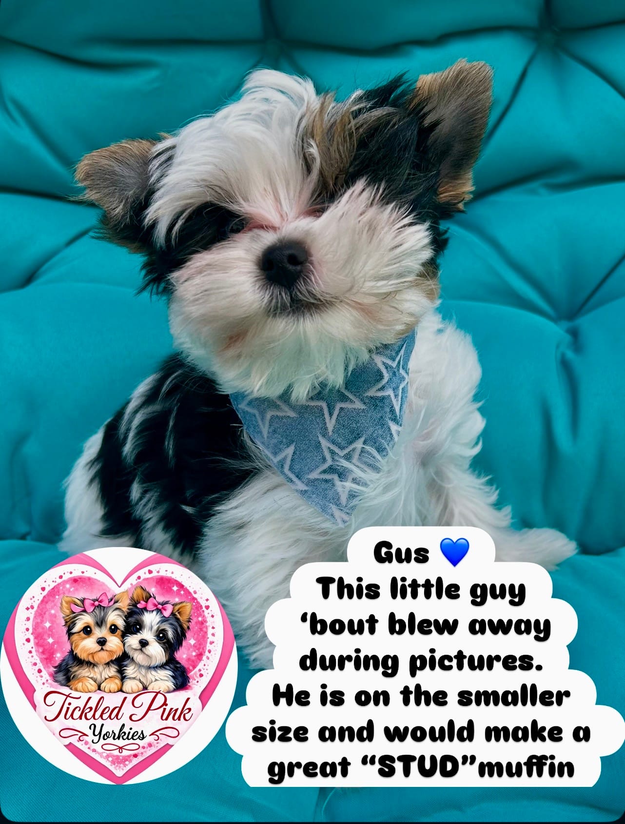 Gus – Yorkshire Terrier puppy for sale in Knoxville, TN