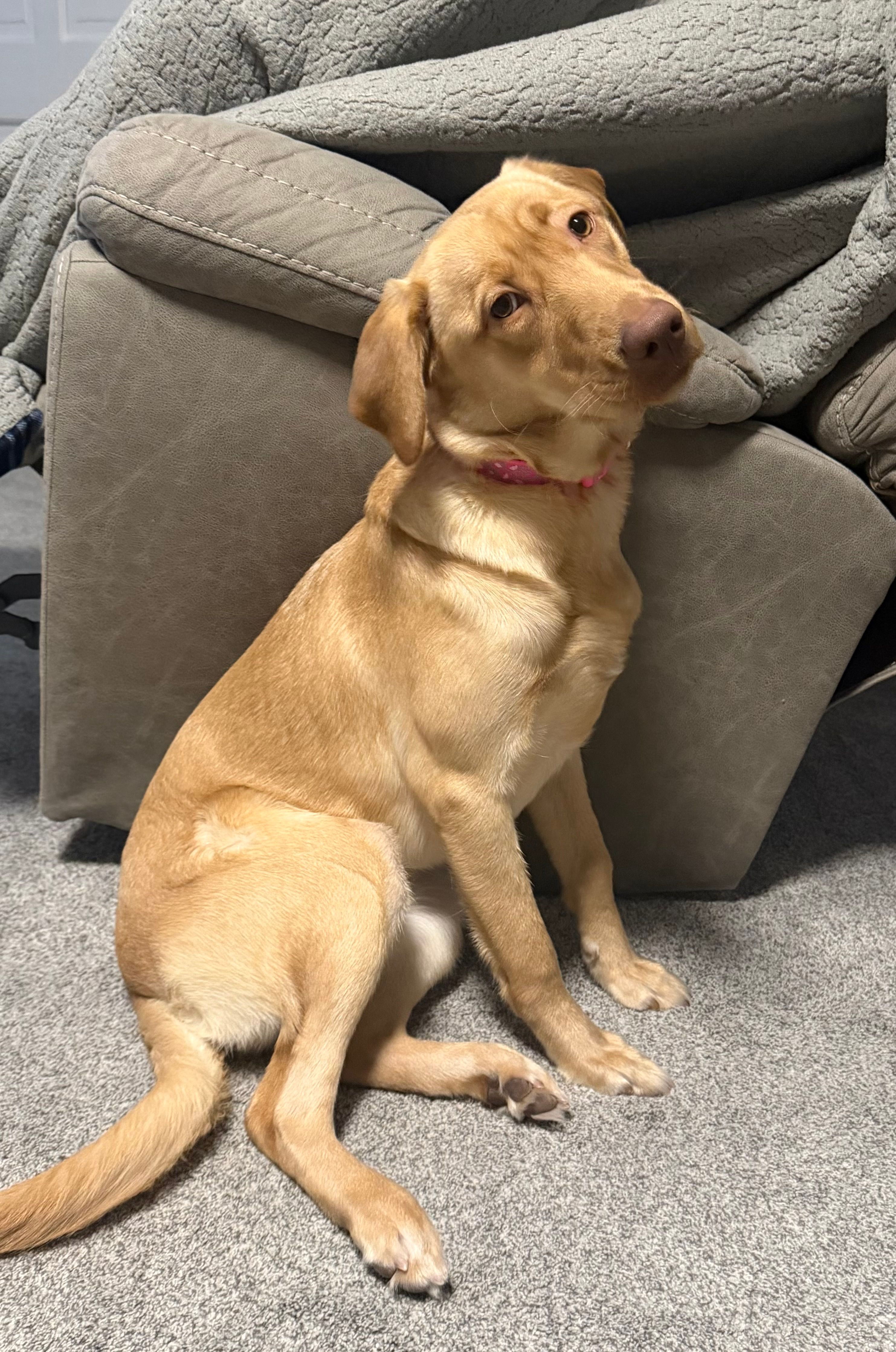Ella May  – Labrador Retriever puppy for sale in Albany, NY