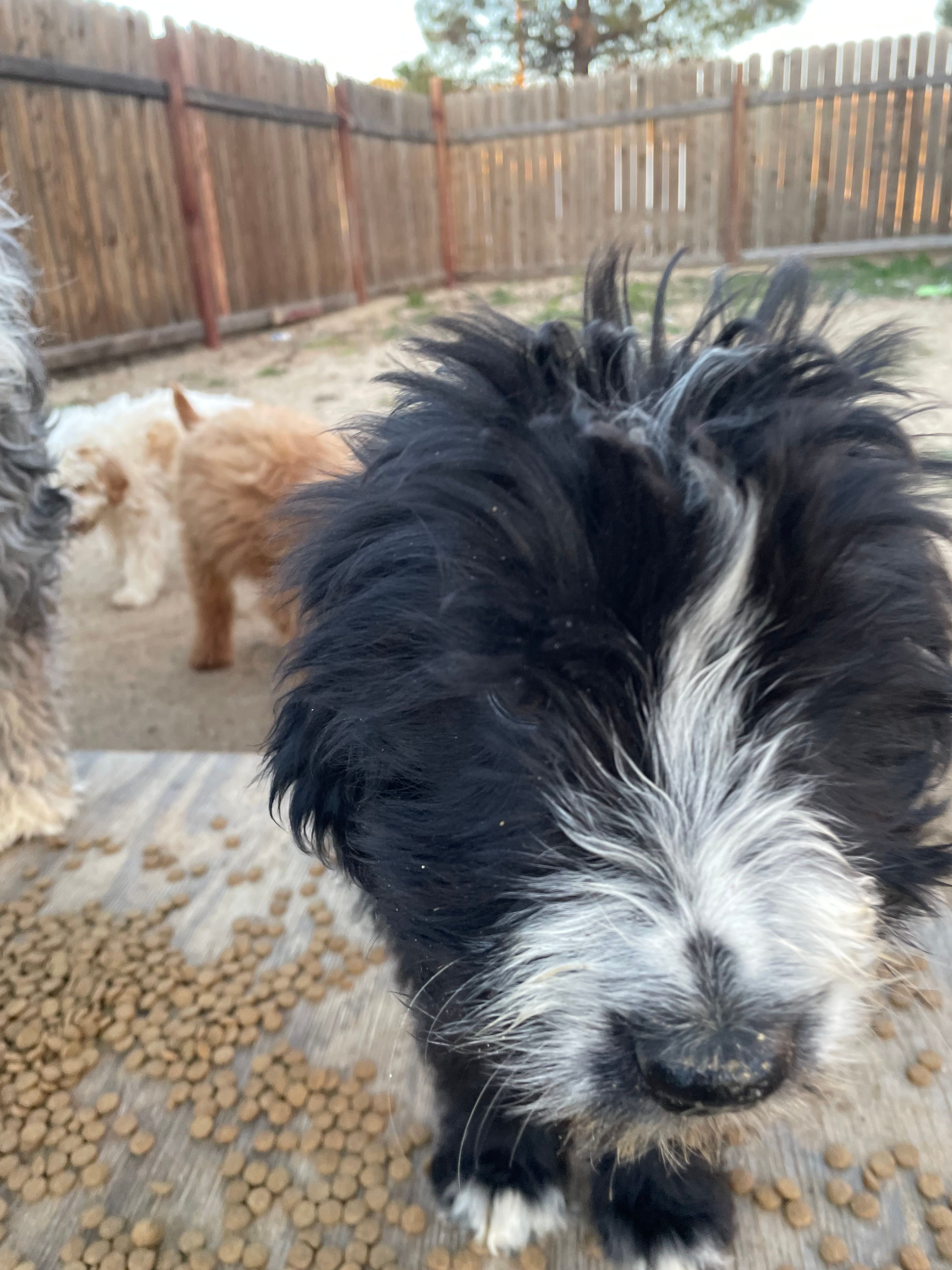 Thornton – Bernedoodle, Sheepadoodle puppy for sale in Temecula, CA