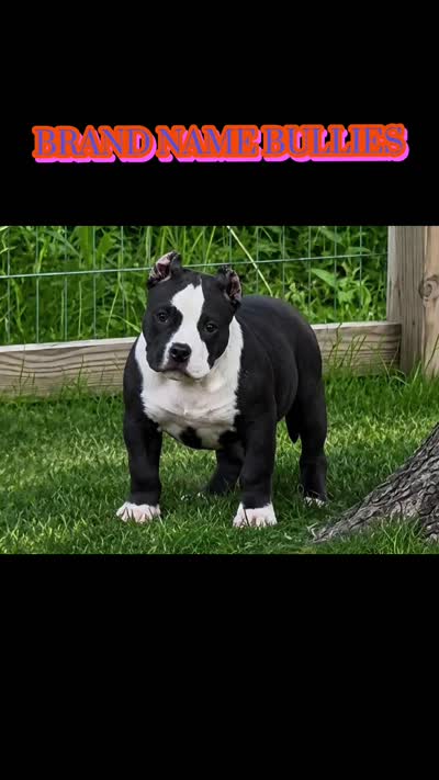 Eclipse, a female American Bully for sale in Boyceville, WI – 2 of 9