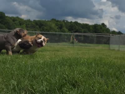 Doc Pawliday, a male American Bully for sale in Boyceville, WI – 2 of 8