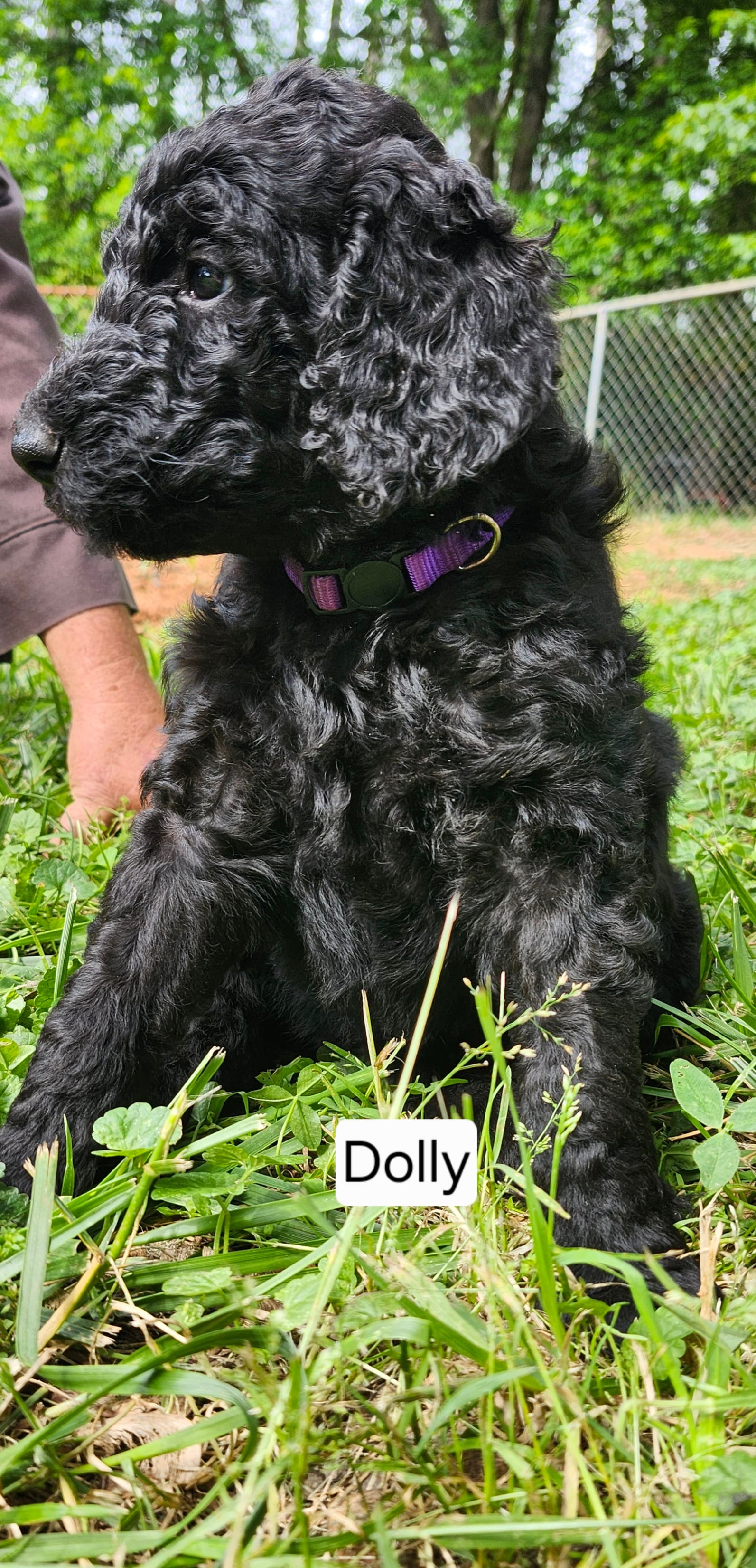 Dolly – Poodle - Standard  puppy for sale in Statesville, NC