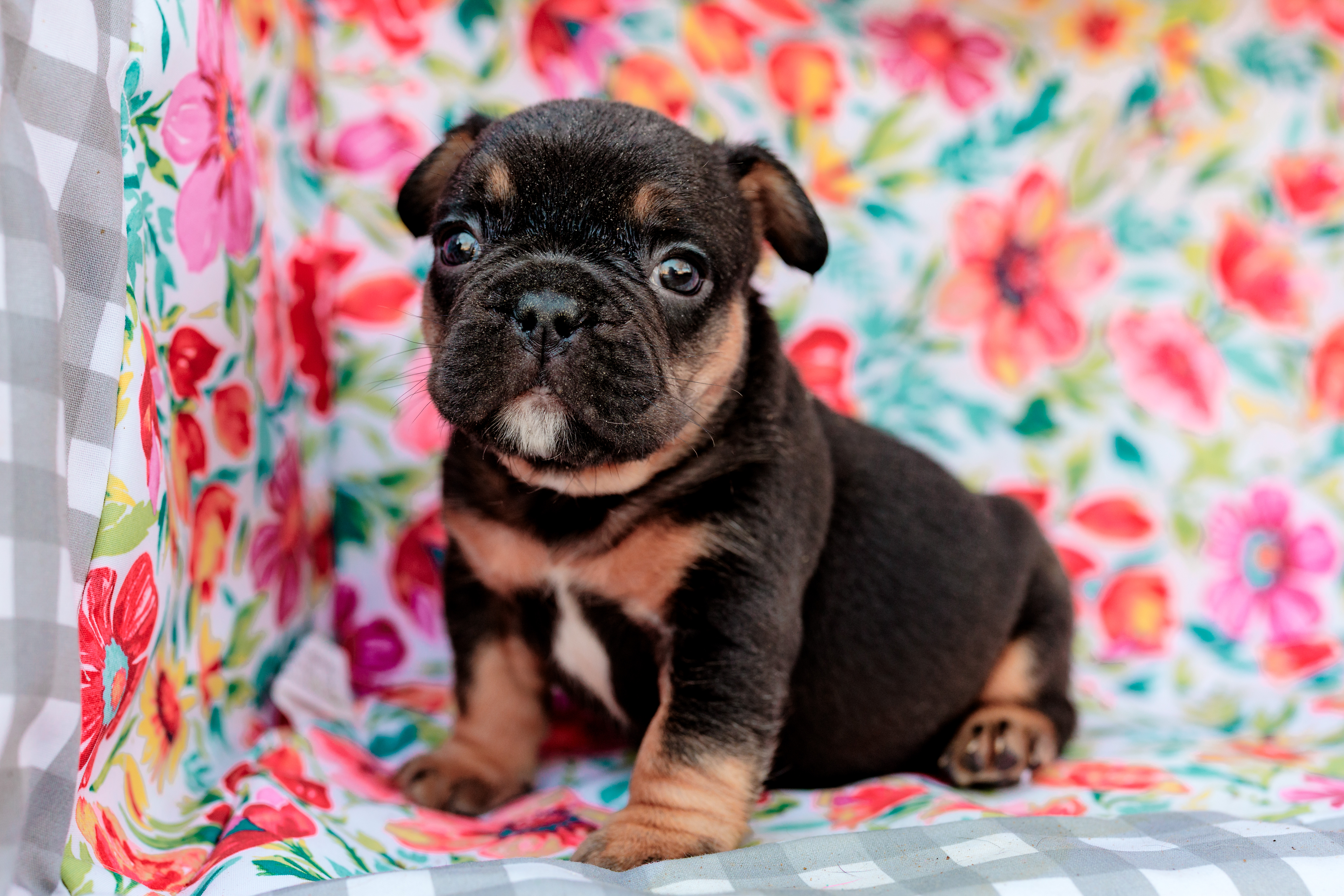 Dominique – French Bulldog puppy for sale in Blue Springs, MO