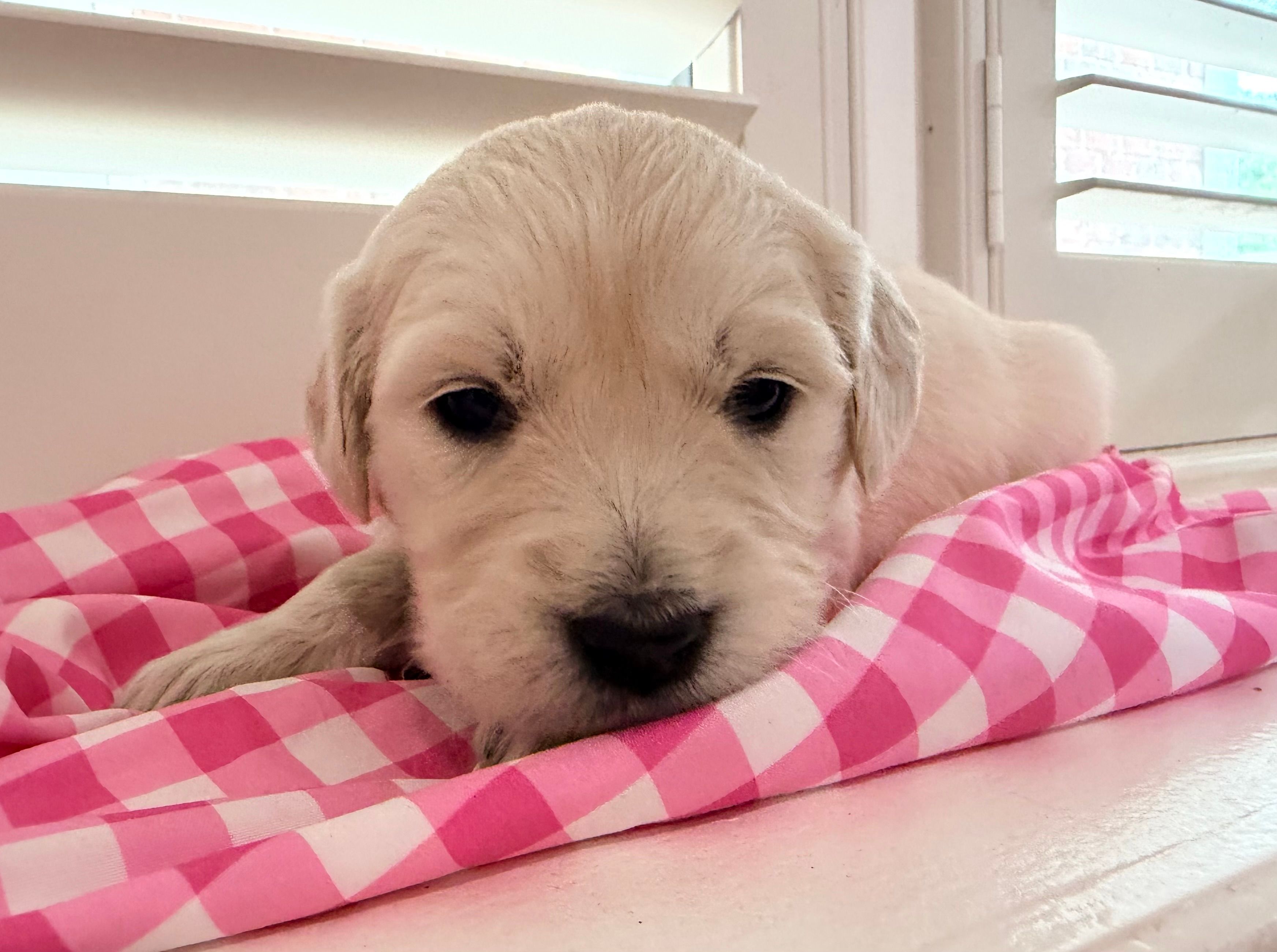 Lola – English Cream Golden Retriever puppy for sale in Columbia, SC