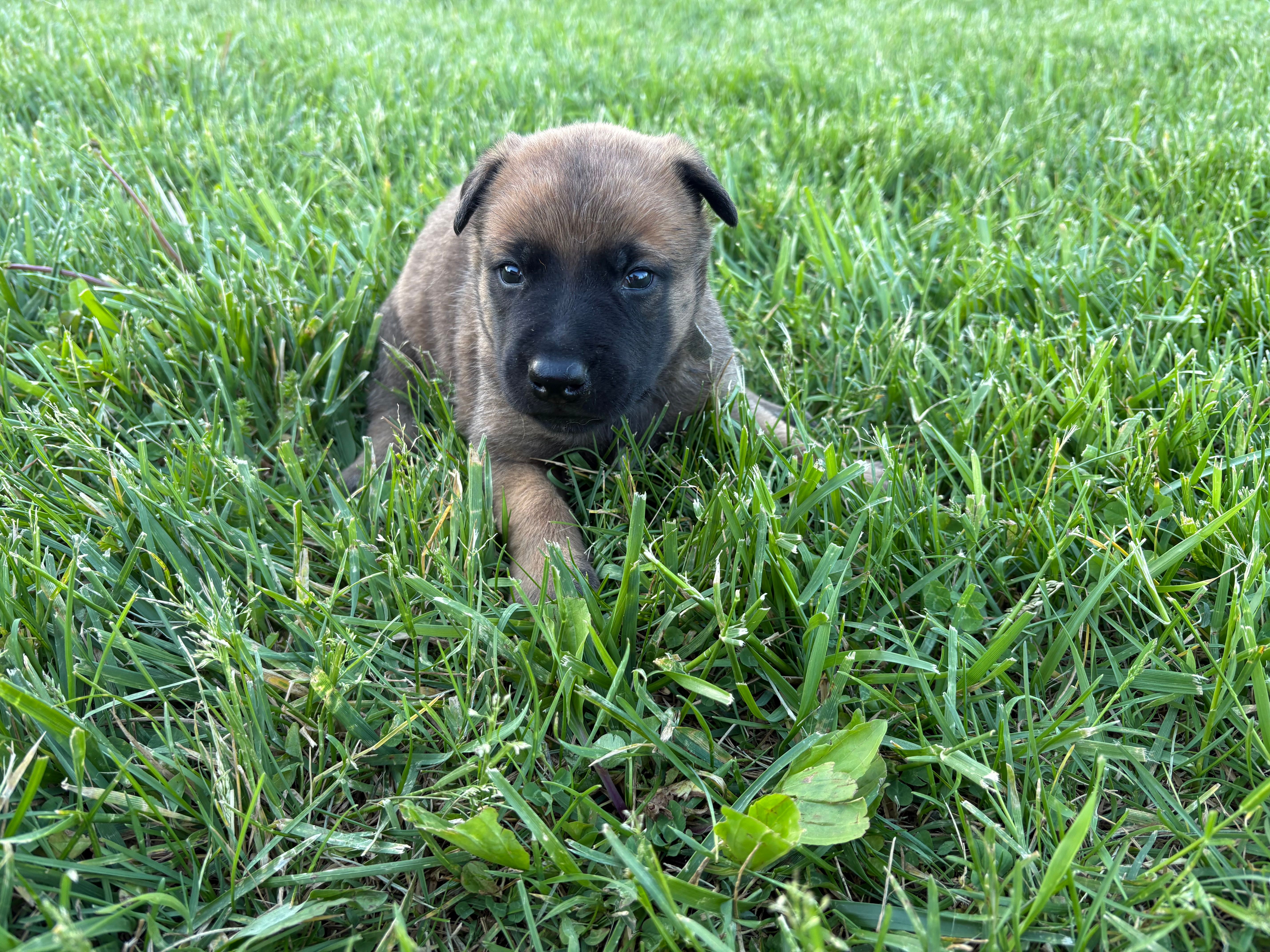 Orlando – Belgian Malinois puppy for sale in Cincinnati, OH
