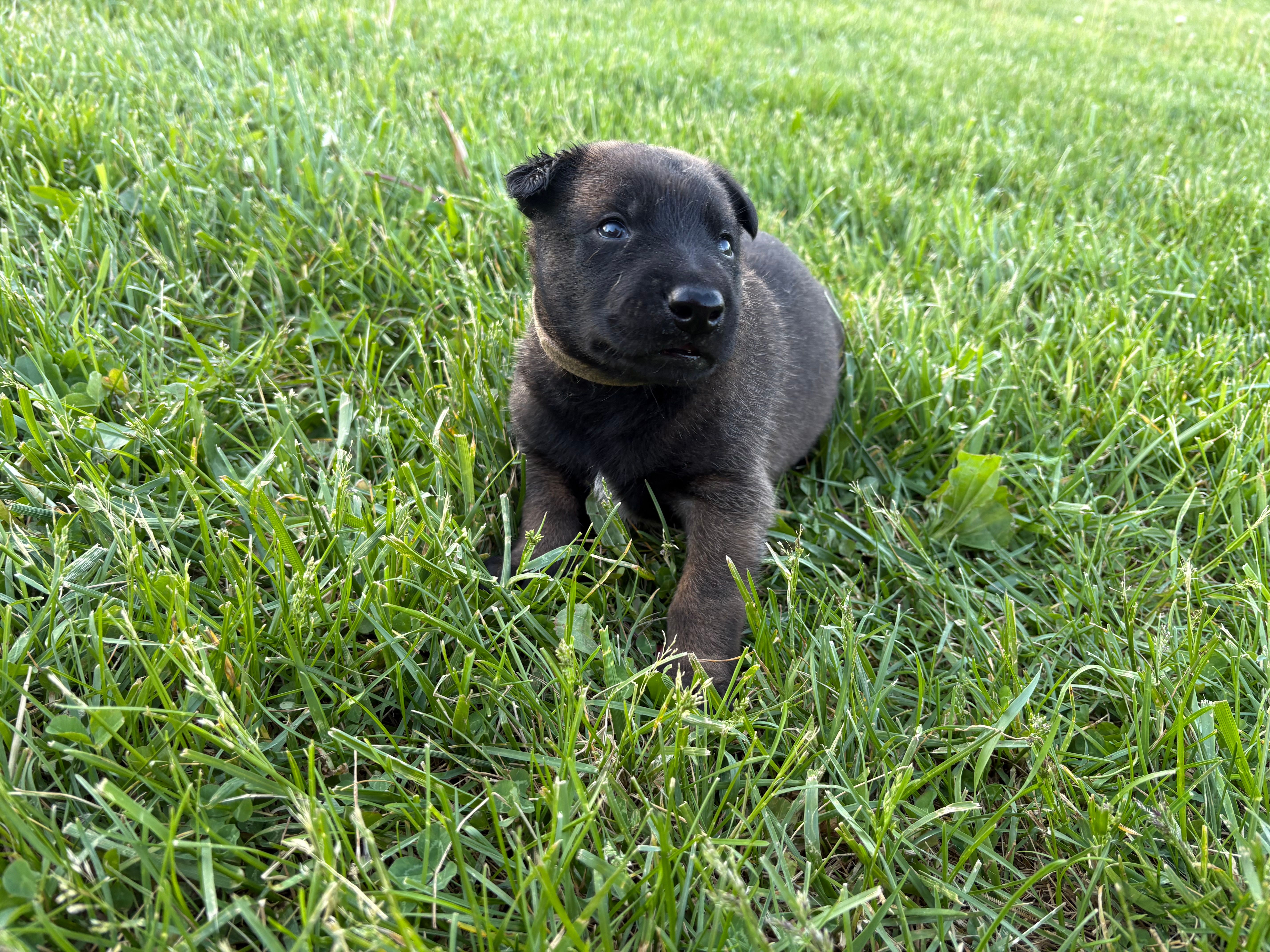 Columbus – Belgian Malinois puppy for sale in Cincinnati, OH