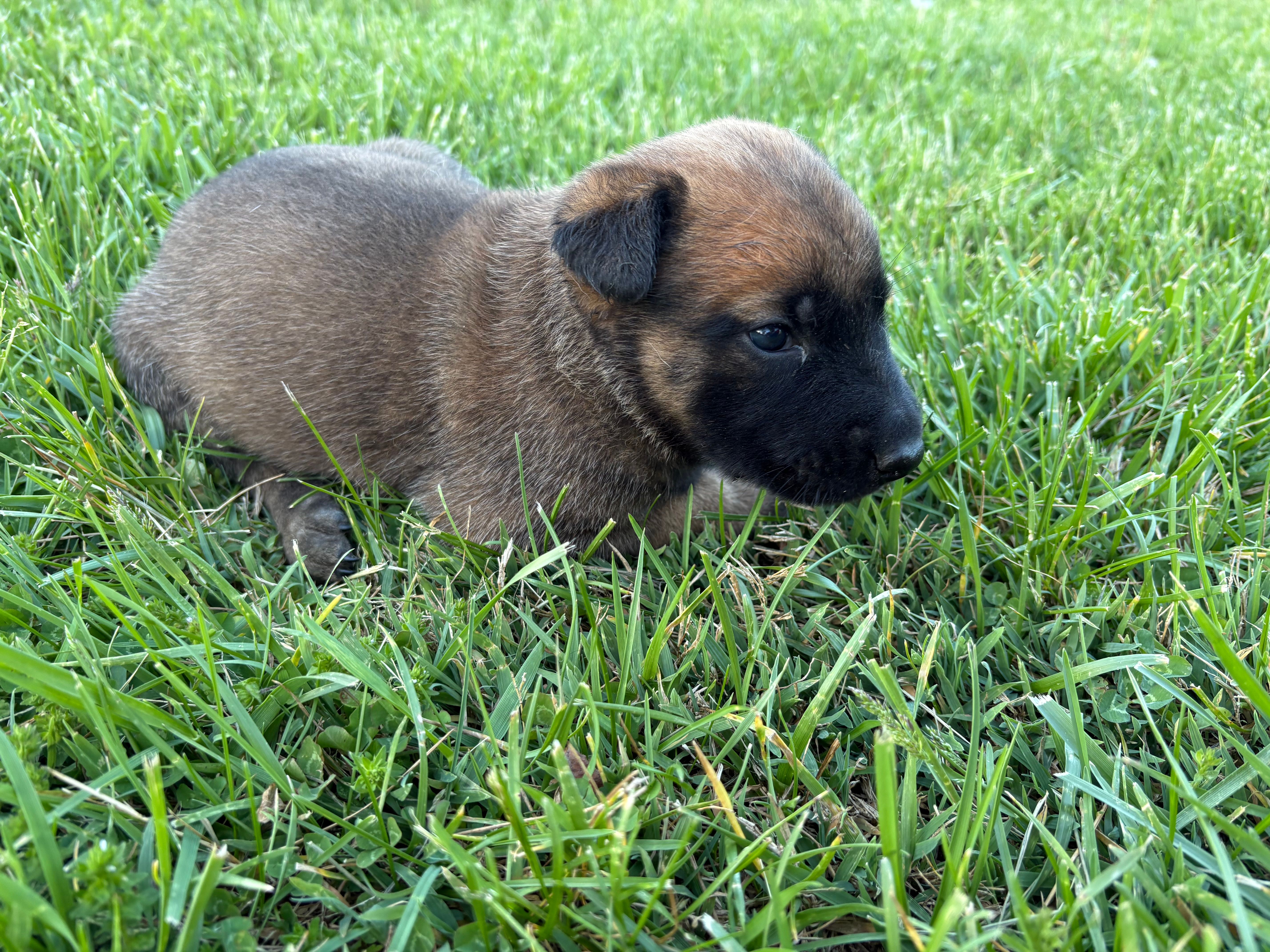 Cheyenne – Belgian Malinois puppy for sale in Cincinnati, OH