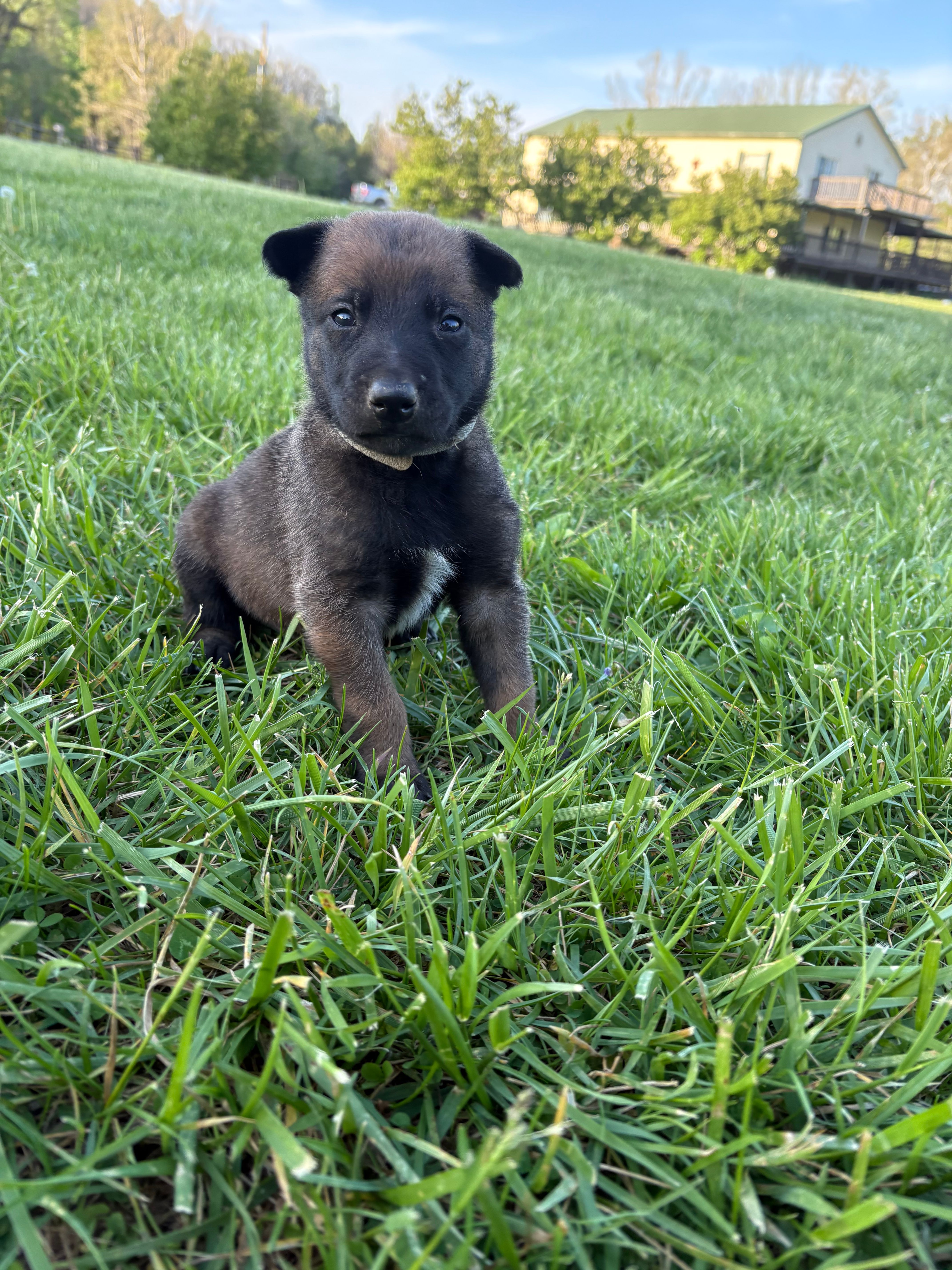 Houston – Belgian Malinois puppy for sale in Cincinnati, OH