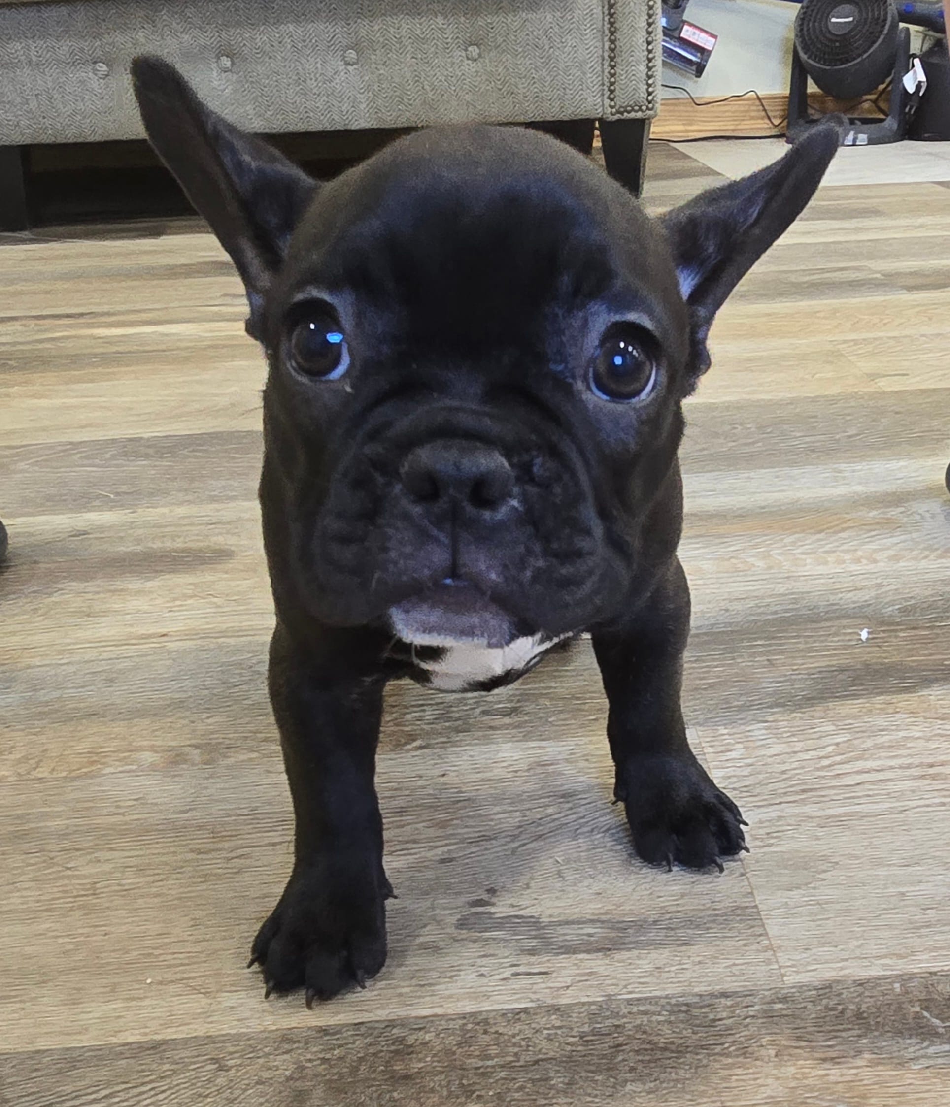 Chase  – French Bulldog puppy for sale in Newalla, OK