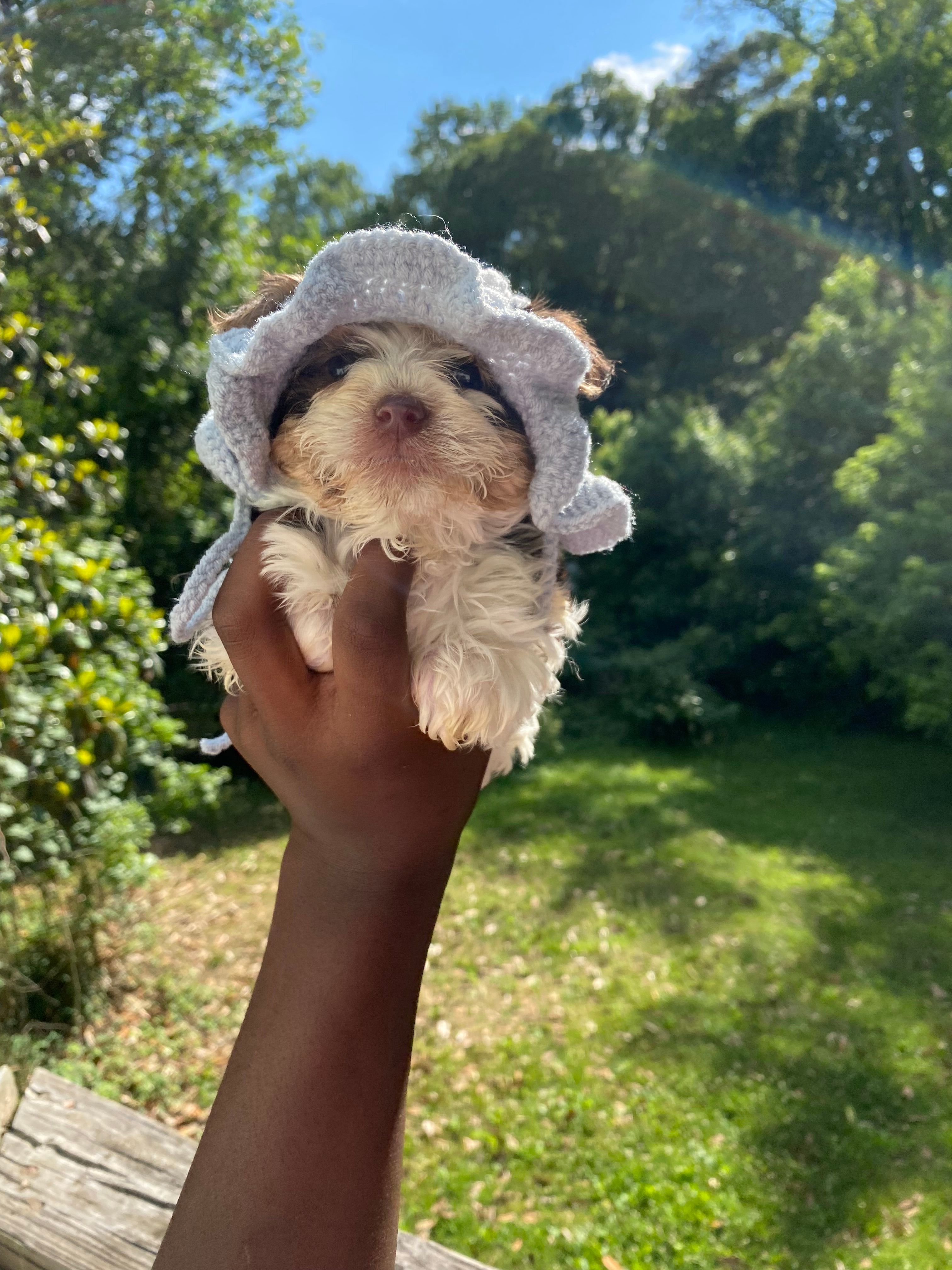 Lance – Yorkipoo puppy for sale in Atlanta, GA