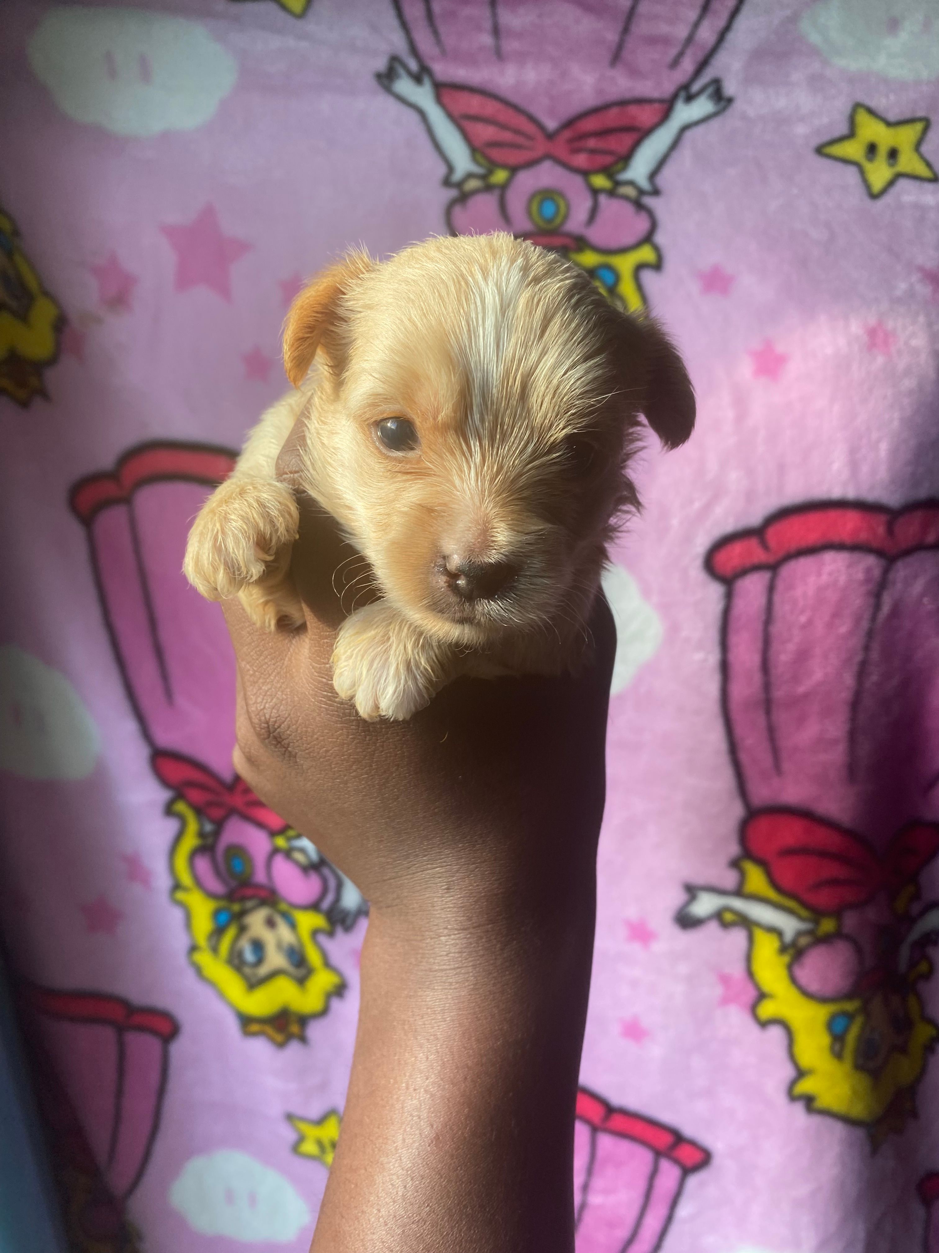 Lilly – Yorkshire Terrier puppy for sale in Atlanta, GA