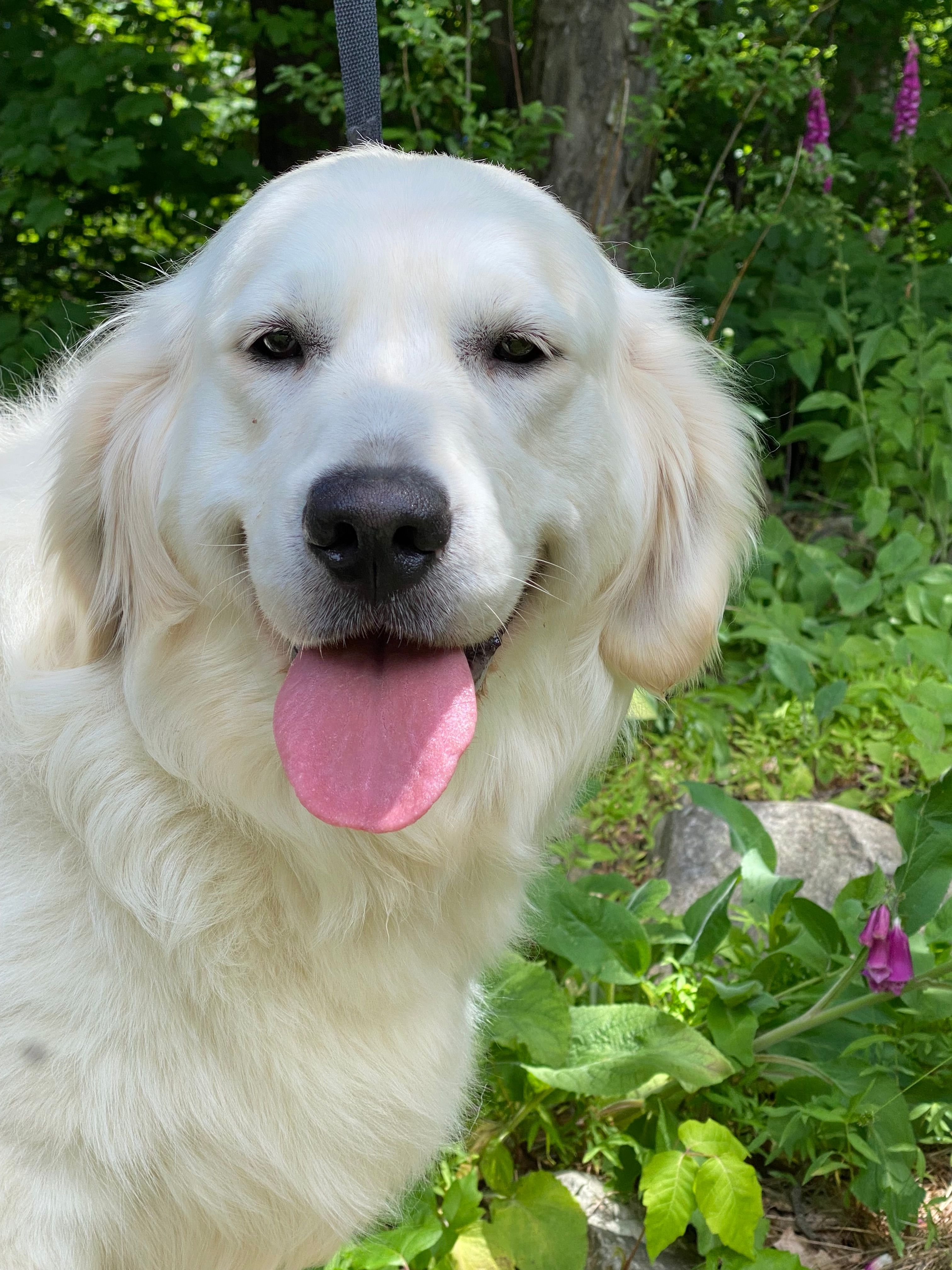 Adult Female – English Cream Golden Retriever puppy for sale in Phillipsburg, NJ