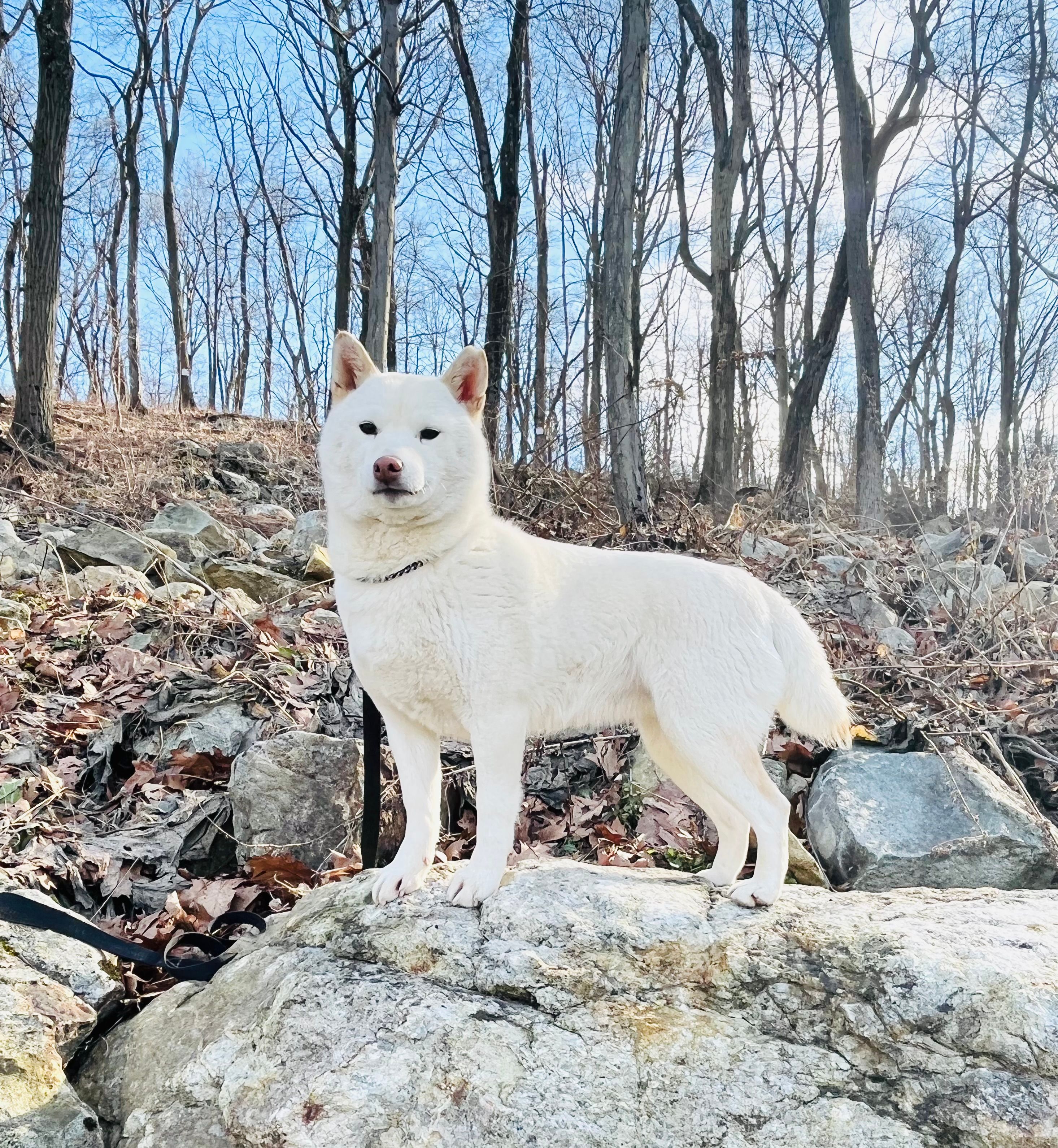 Cream Male Adult – Shiba Inu puppy for sale in Phillipsburg, NJ