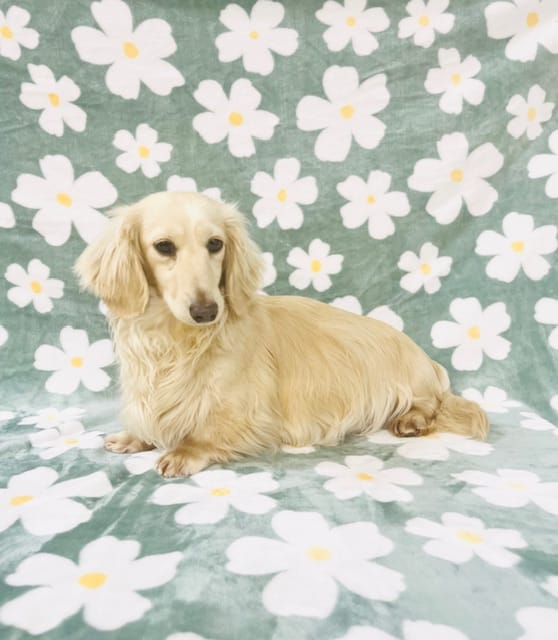 June puppy – Miniature Dachshund puppy for sale in Phillipsburg, NJ