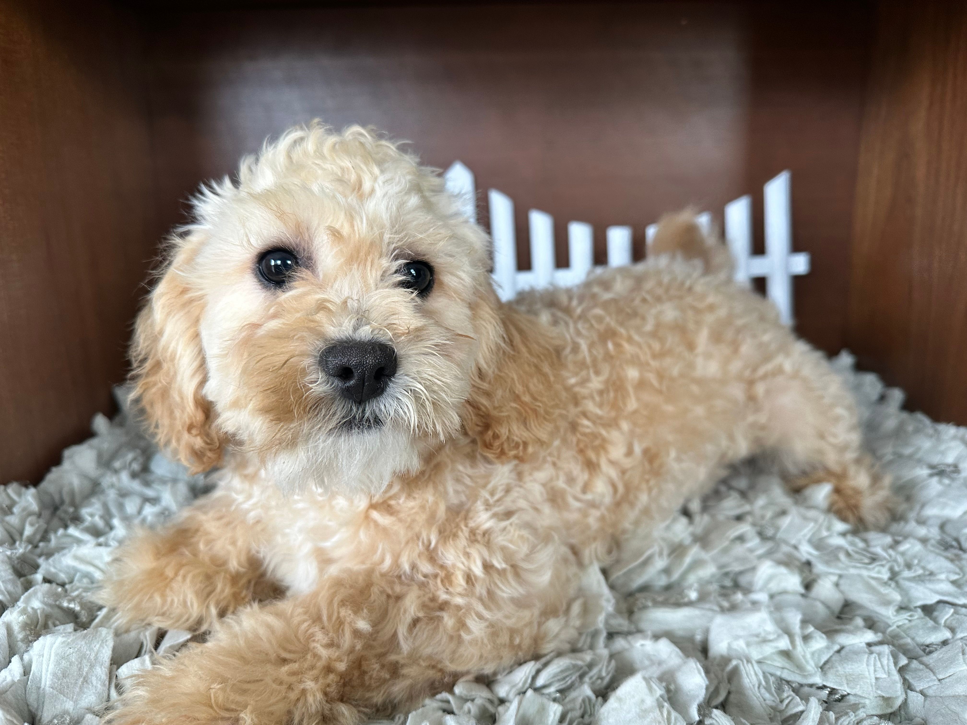 Claus – Shihpoo puppy for sale in Lyndonville, NY
