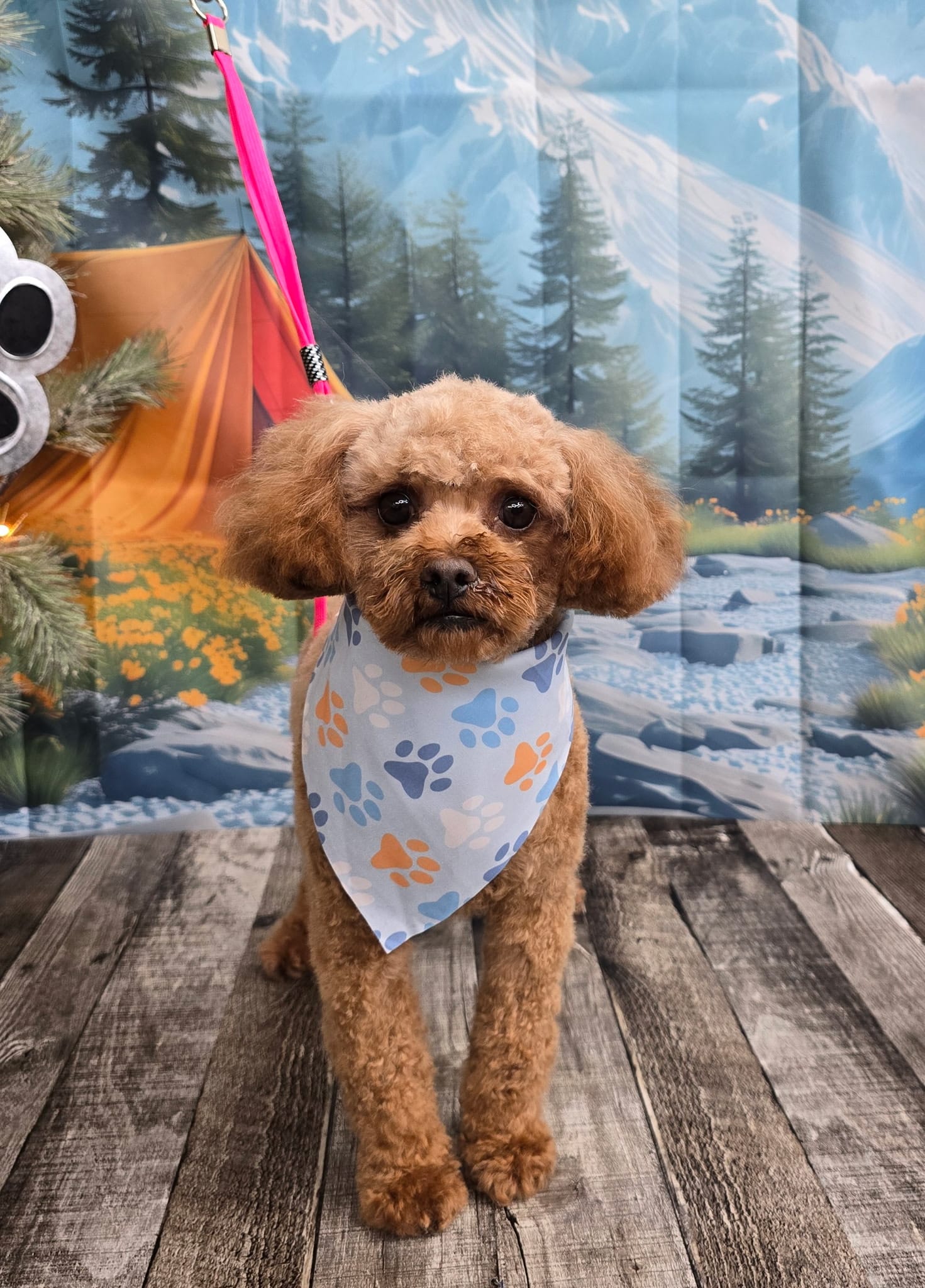 Chanel  – Poodle - Toy  puppy for sale in Los Banos, CA