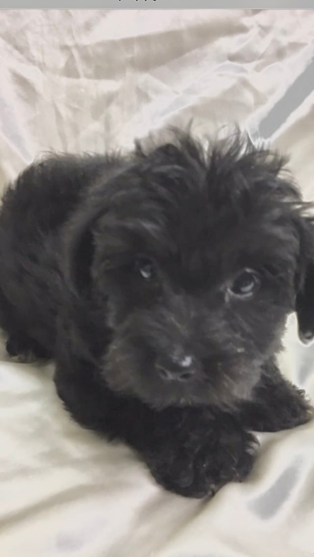 Dream – Yorkipoo puppy for sale in Rochester, NY