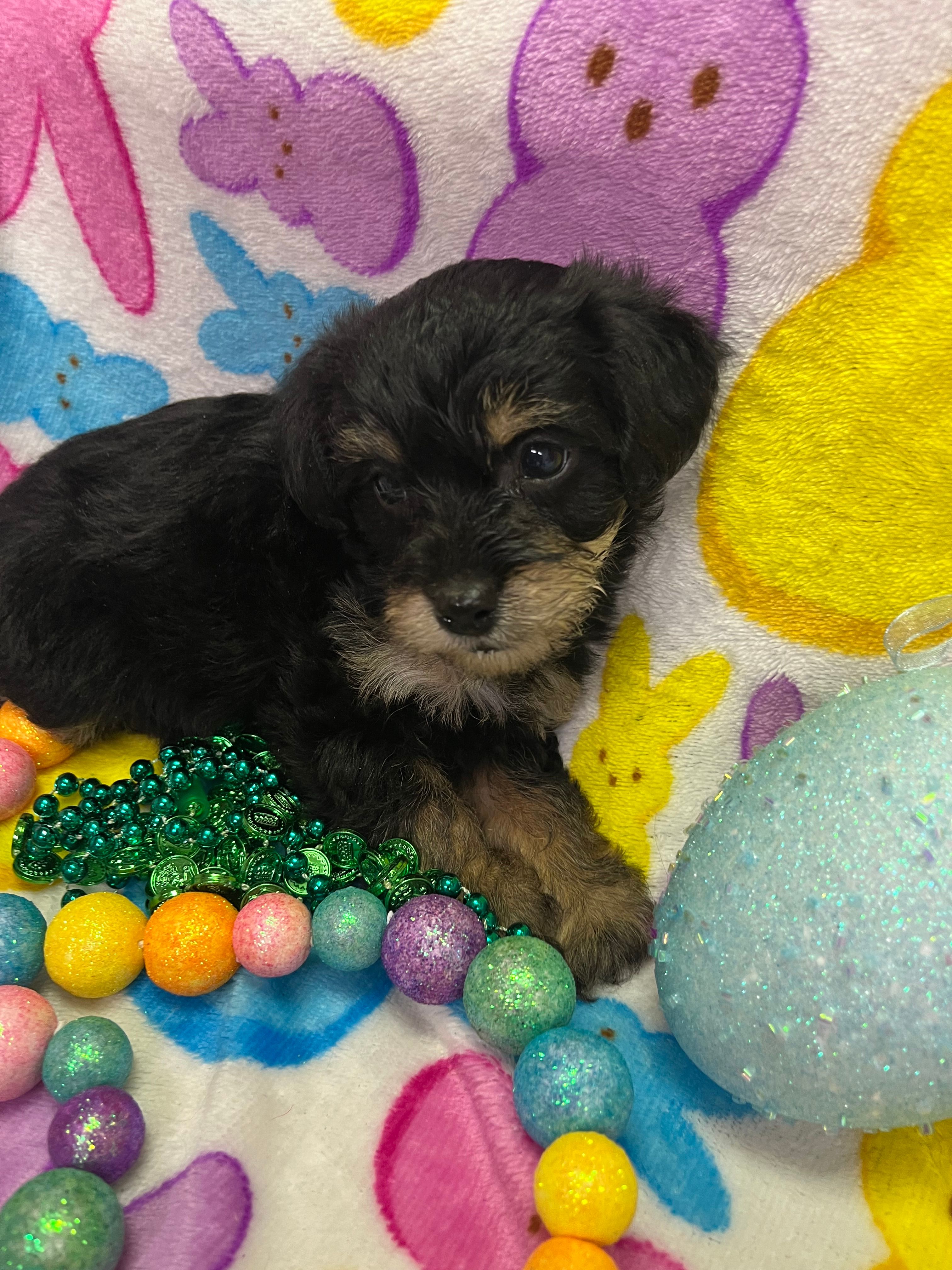 Kenny – Schnoodle puppy for sale in Rochester, NY