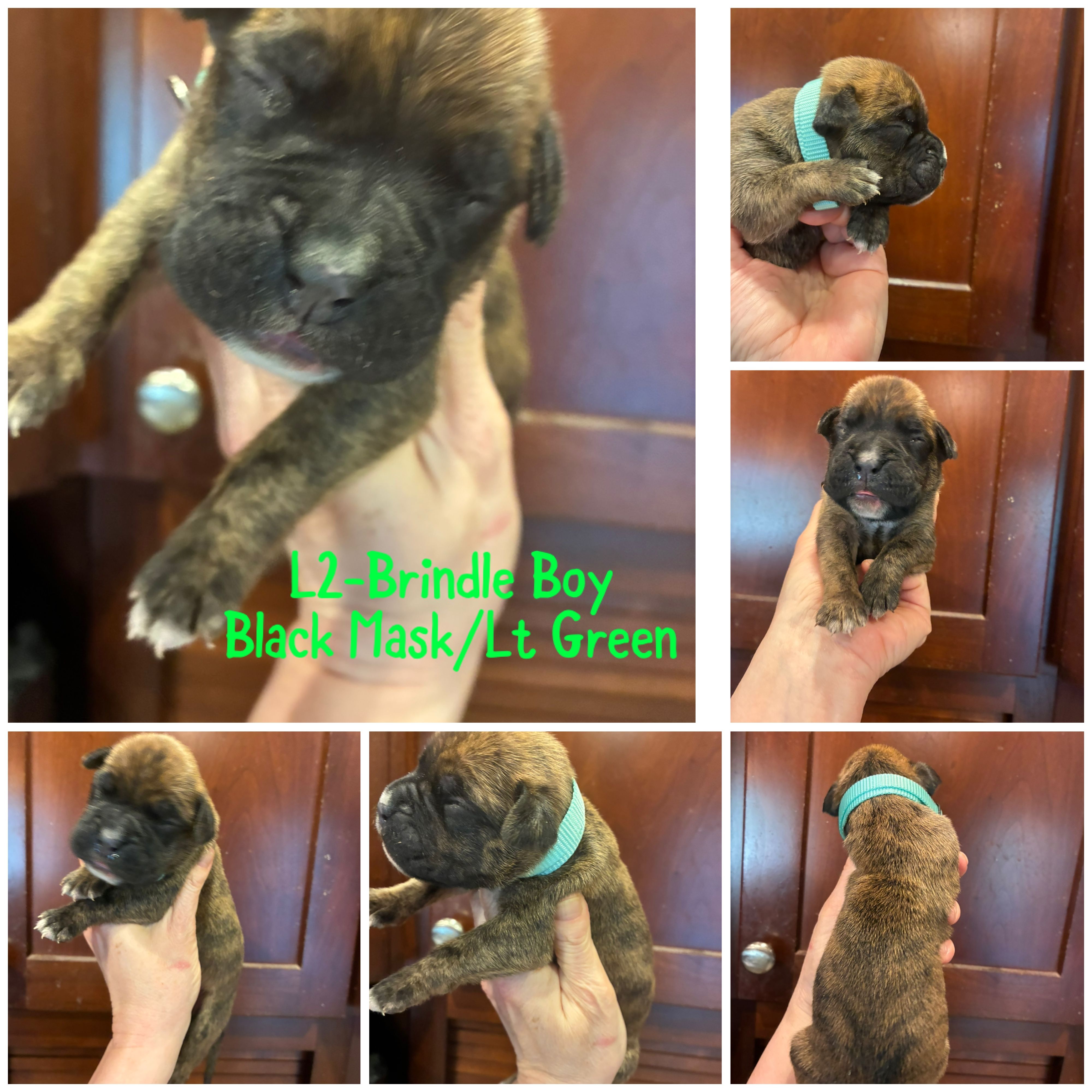 Green – Boxer puppy for sale in Clifton Park, NY