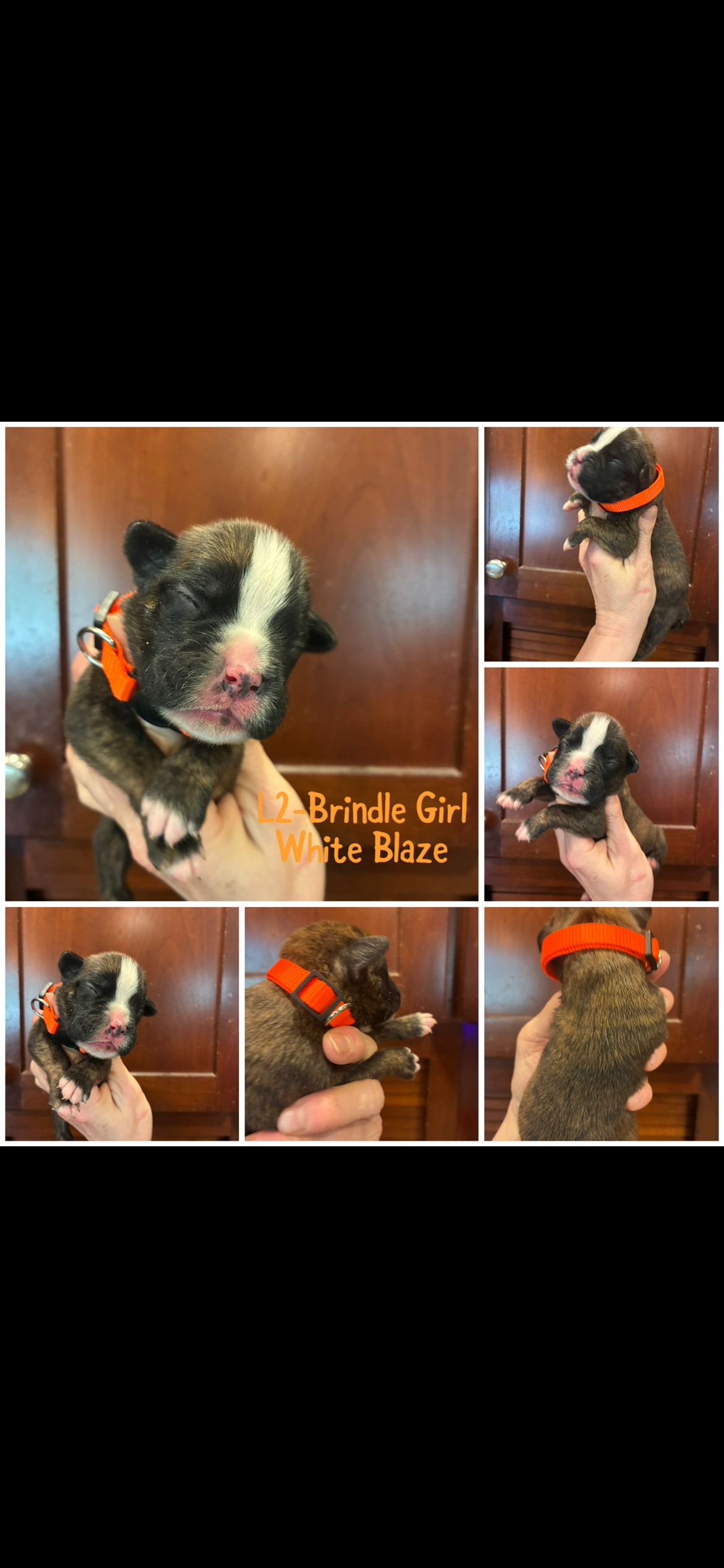 Orange – Boxer puppy for sale in Clifton Park, NY