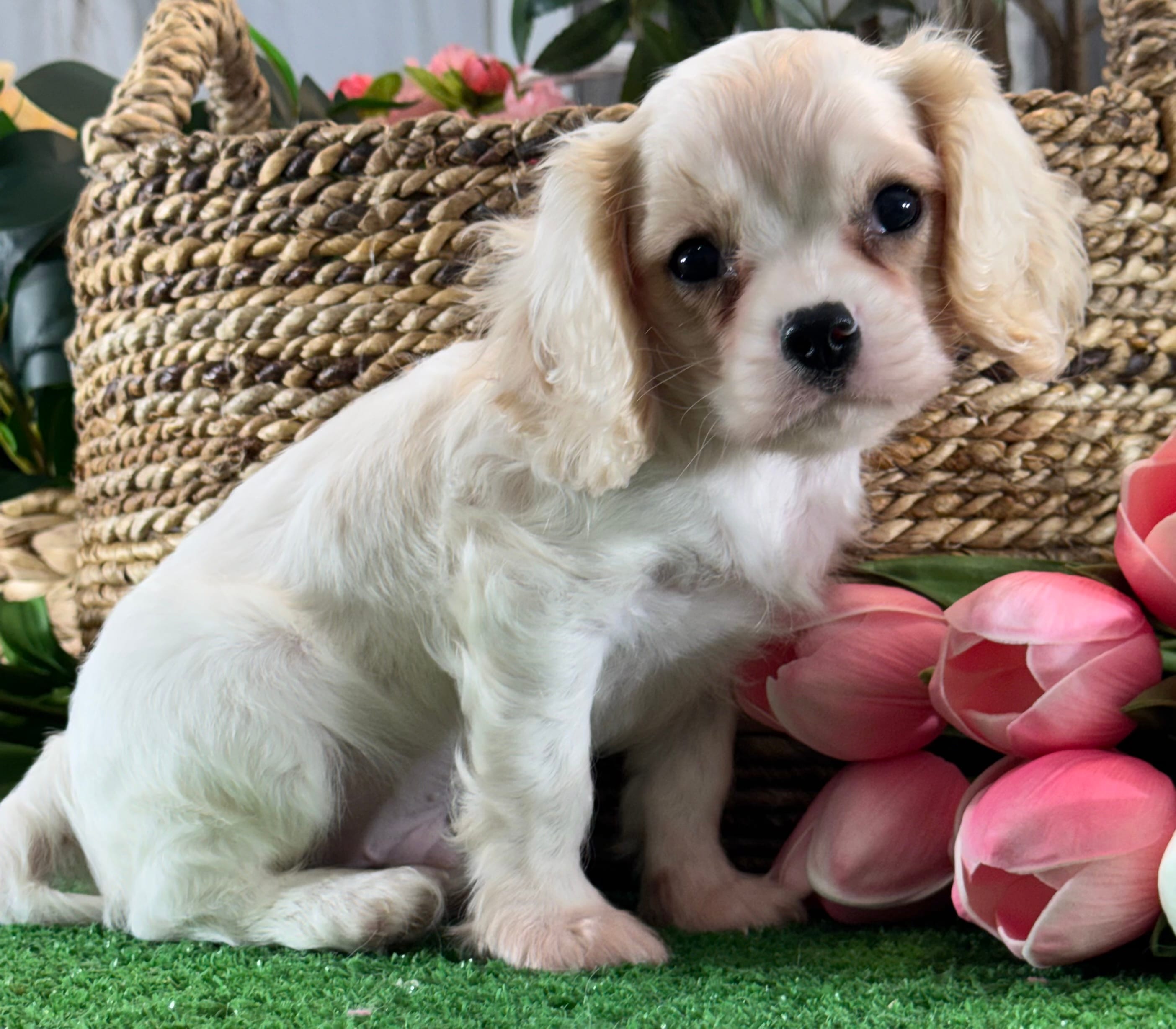 Echo – Cavalier King Charles Spaniel puppy for sale in Seneca Falls, NY