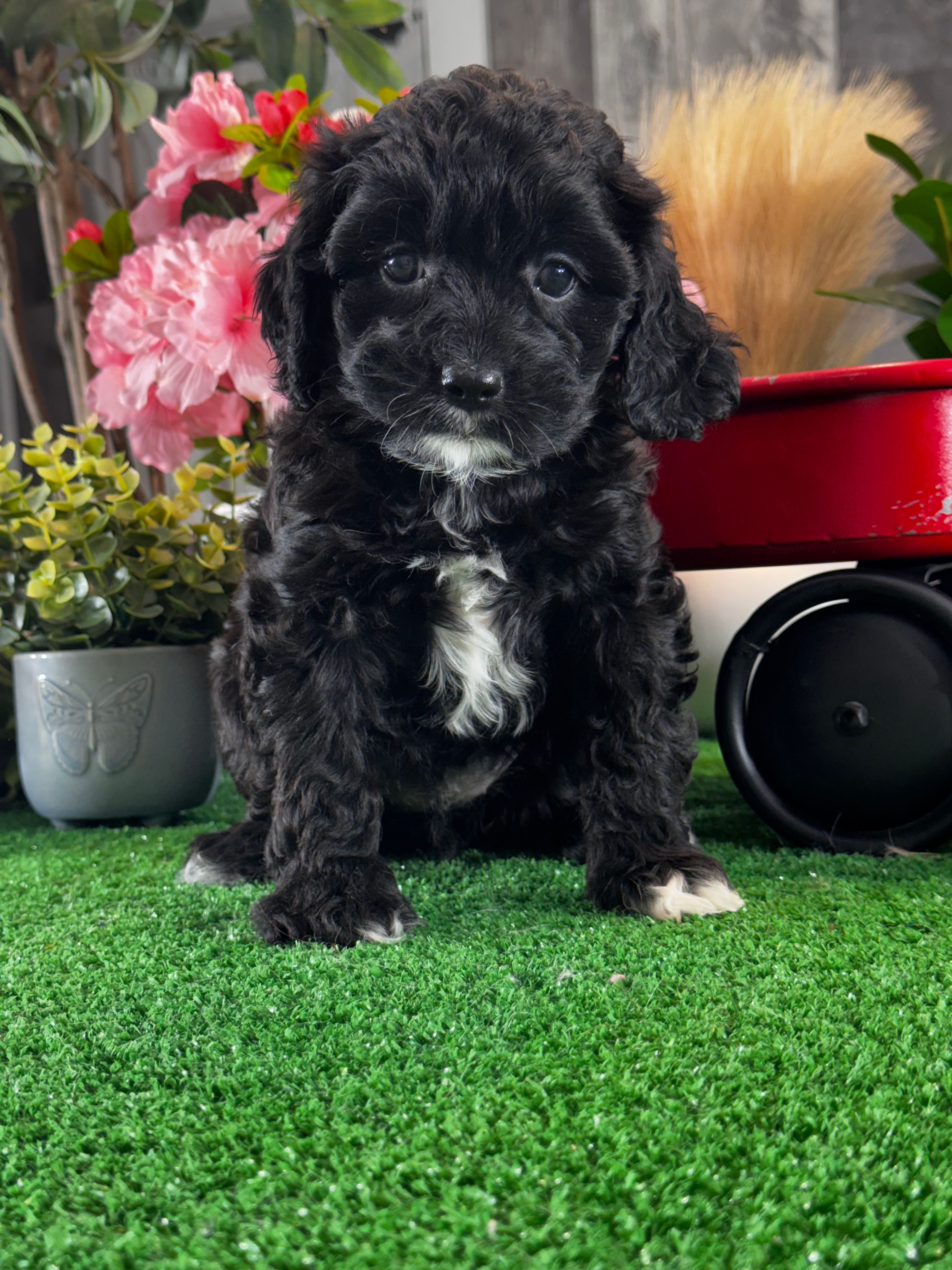 Nala – Cavapoo puppy for sale in Seneca Falls, NY