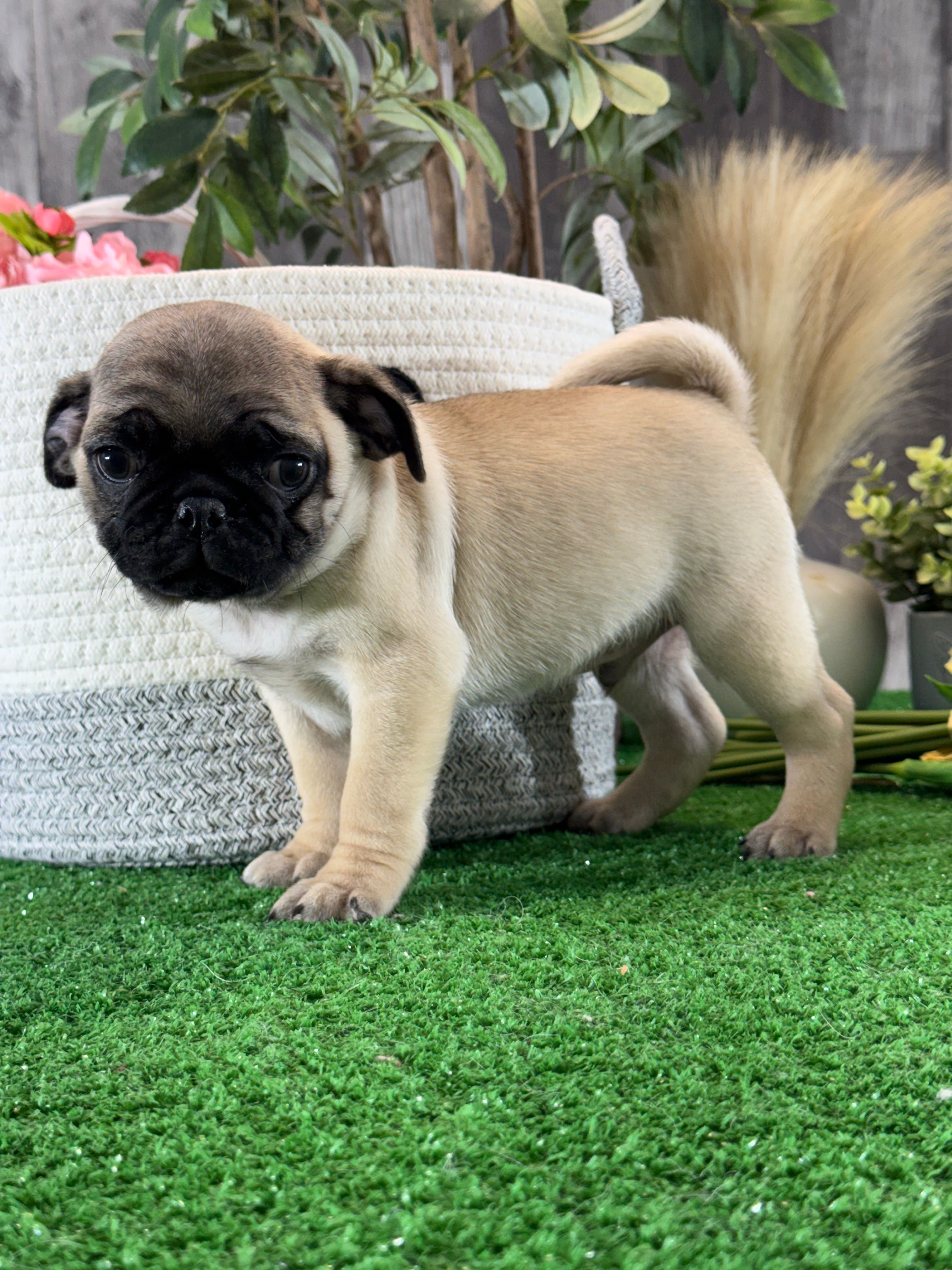 Pluto – Pug puppy for sale in Seneca Falls, NY