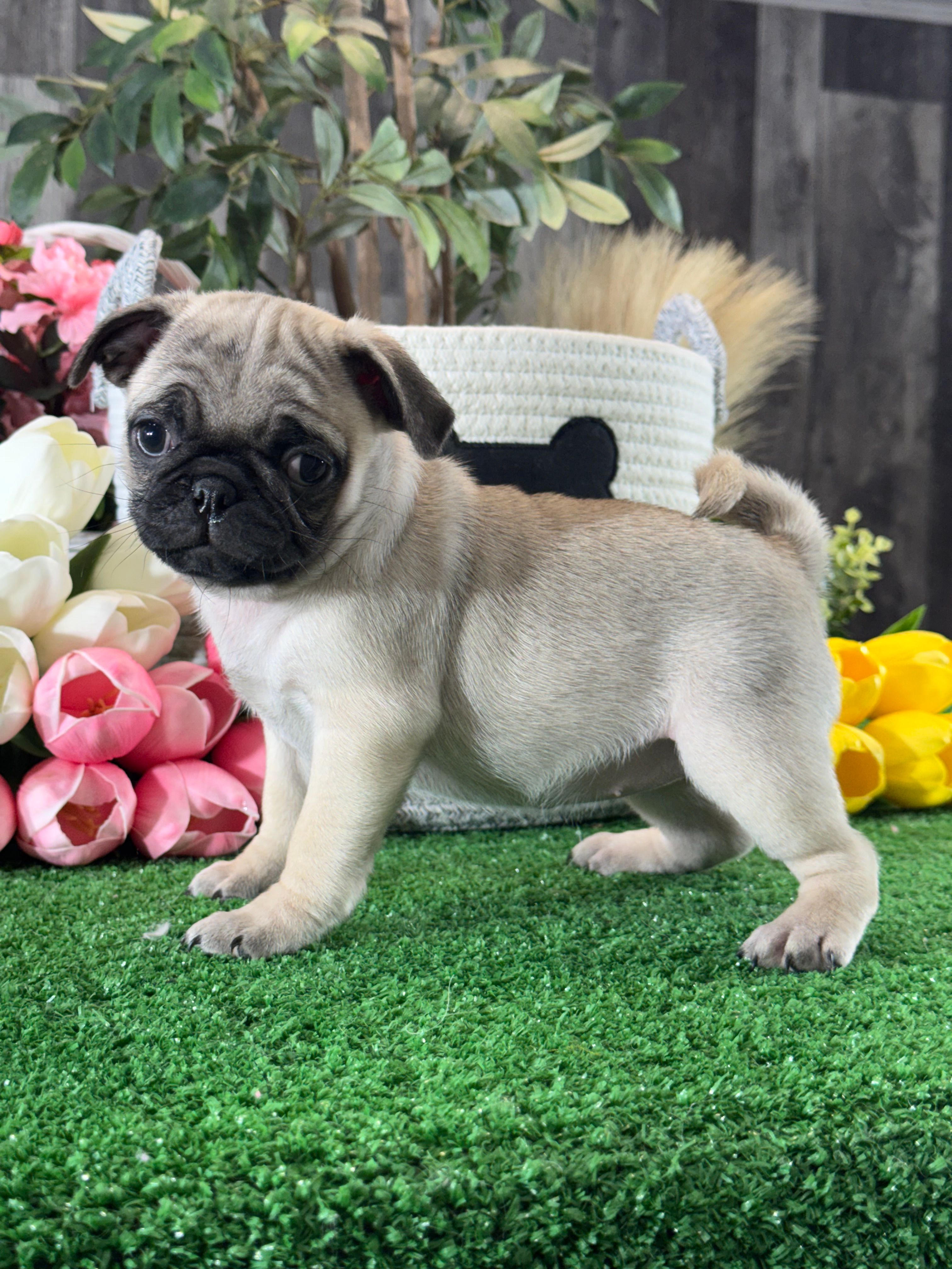 Pixie – Pug puppy for sale in Seneca Falls, NY