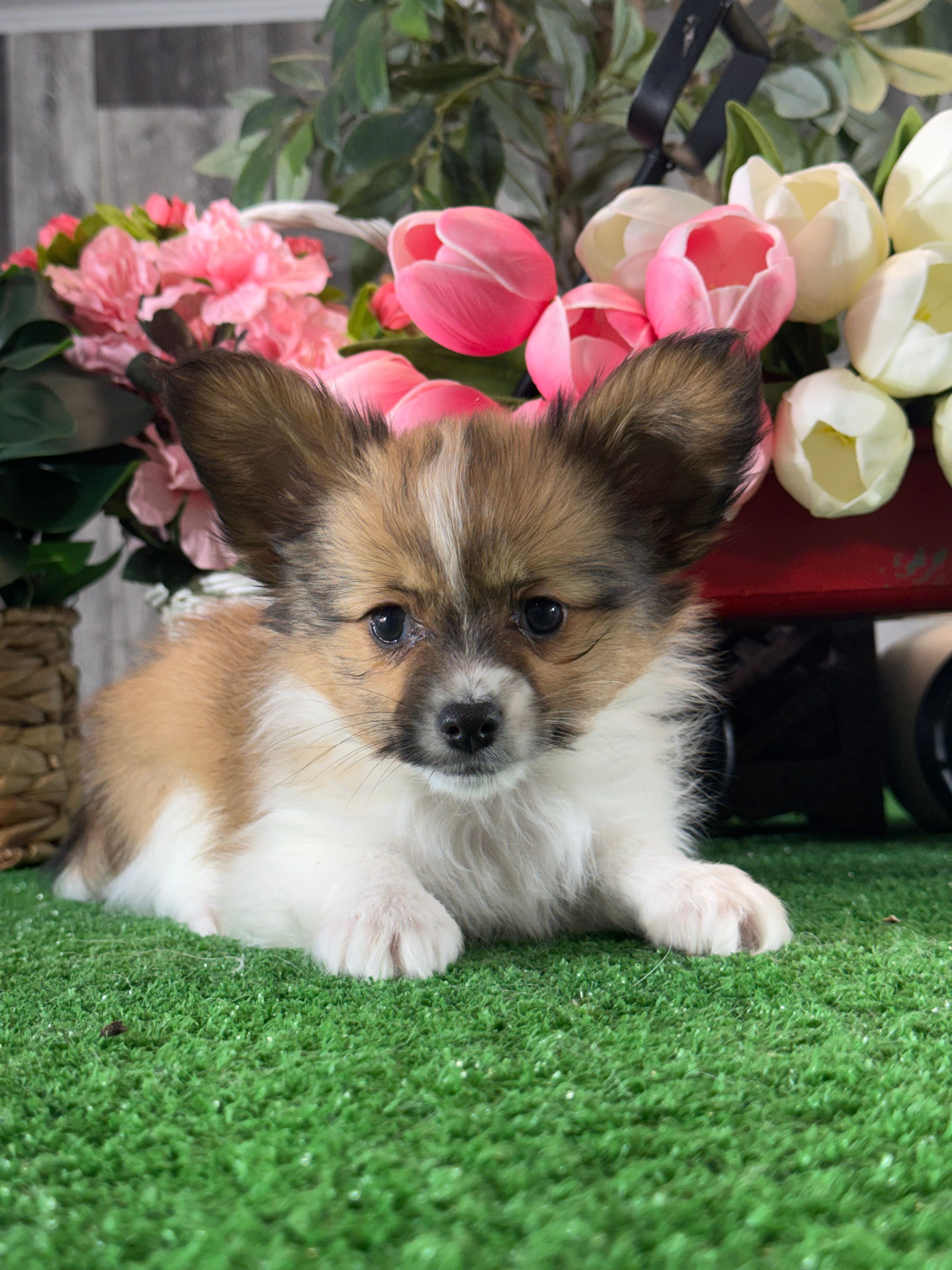 Ranger – Papillon puppy for sale in Seneca Falls, NY