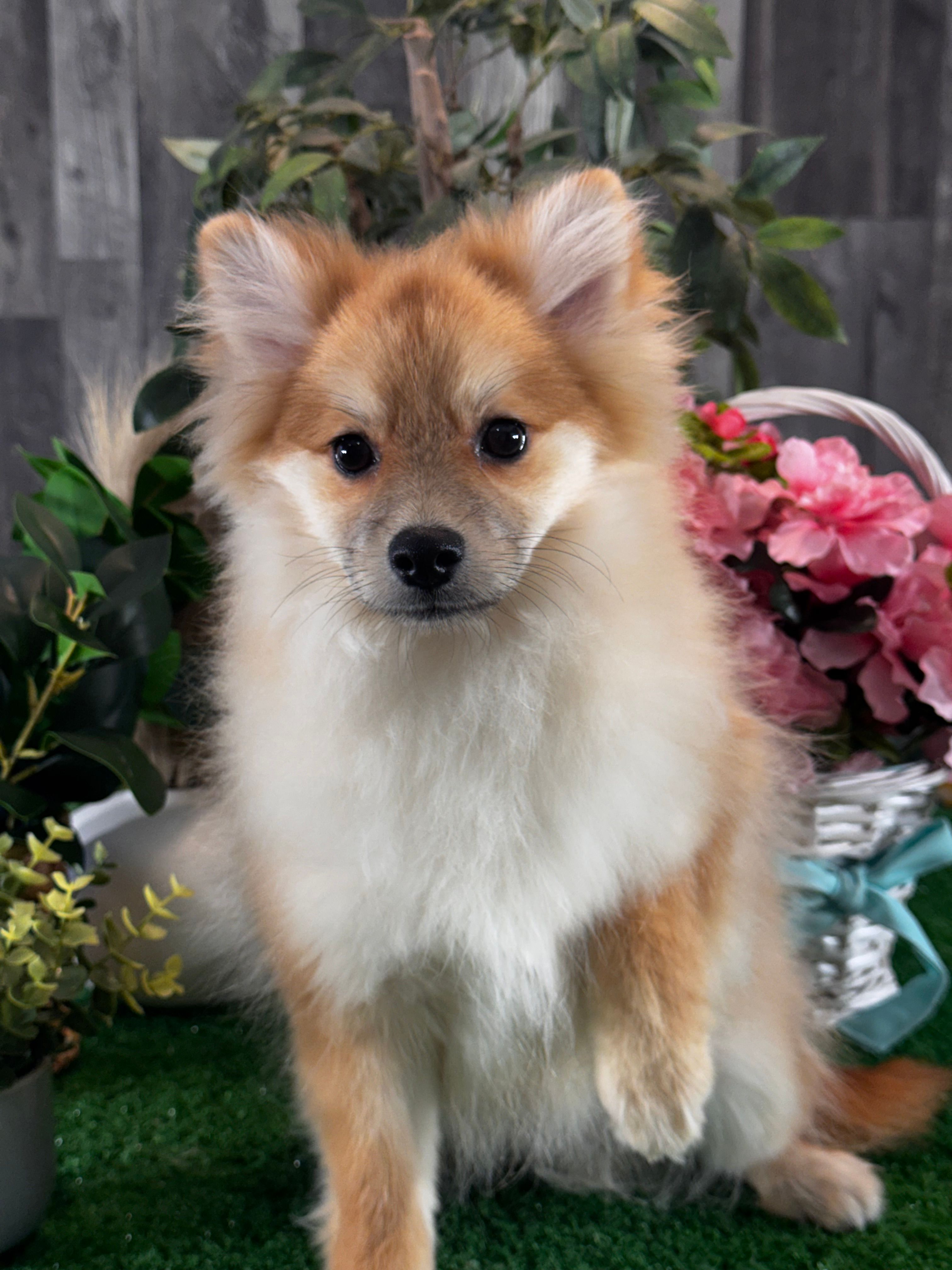 Paddy – Pomeranian puppy for sale in Seneca Falls, NY