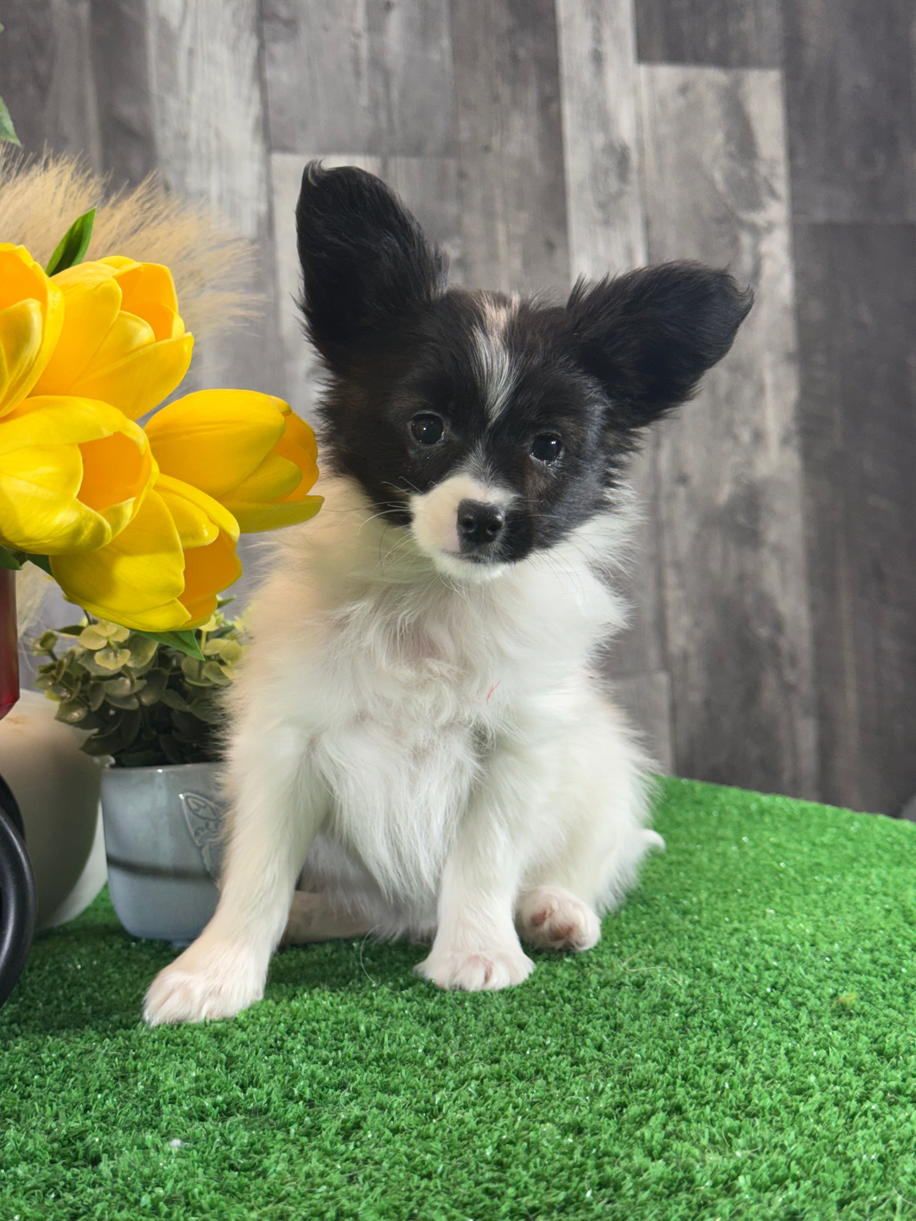 Racer – Papillon puppy for sale in Seneca Falls, NY