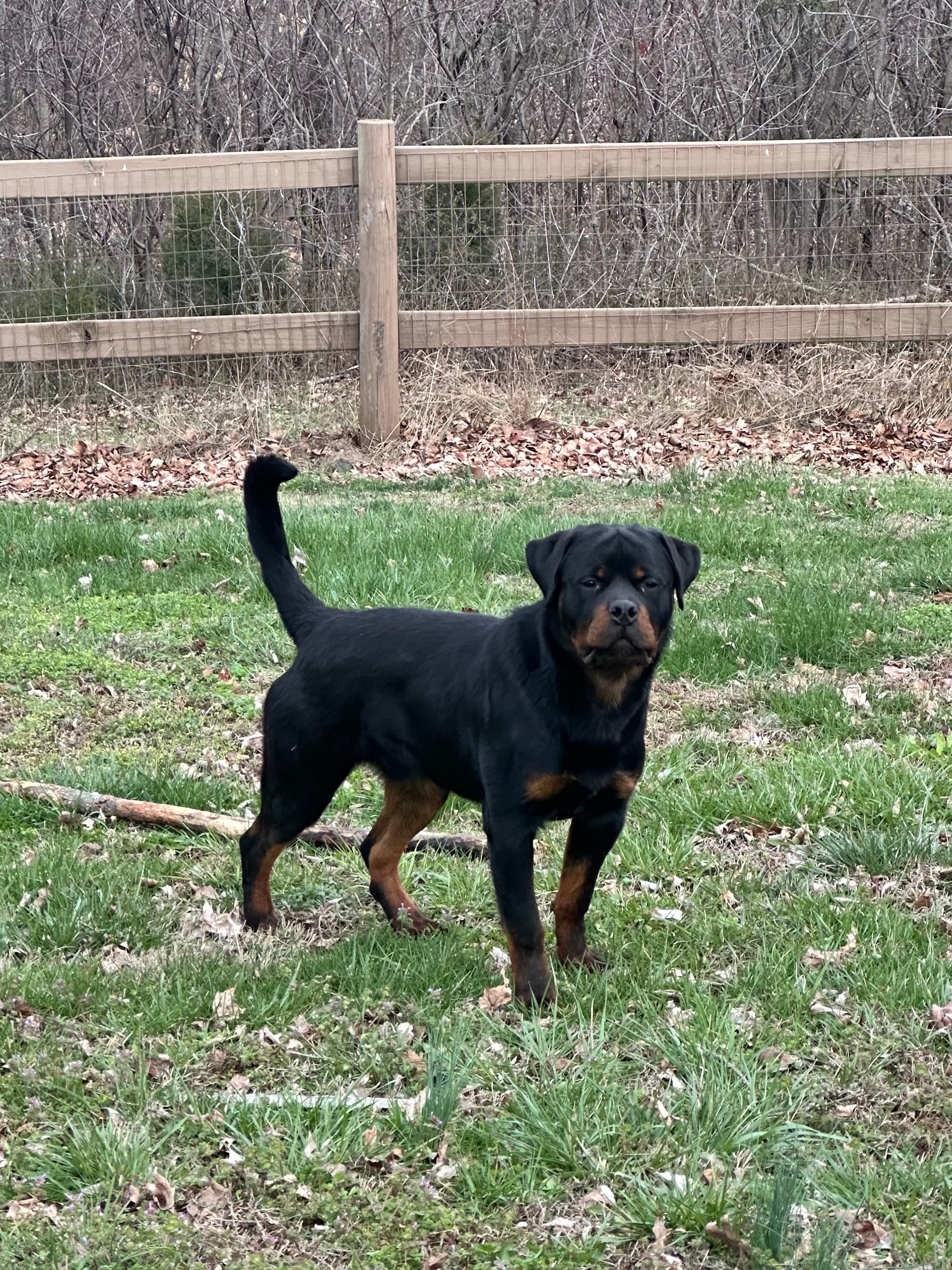 Rex – Rottweiler puppy for sale in Princeton, KY