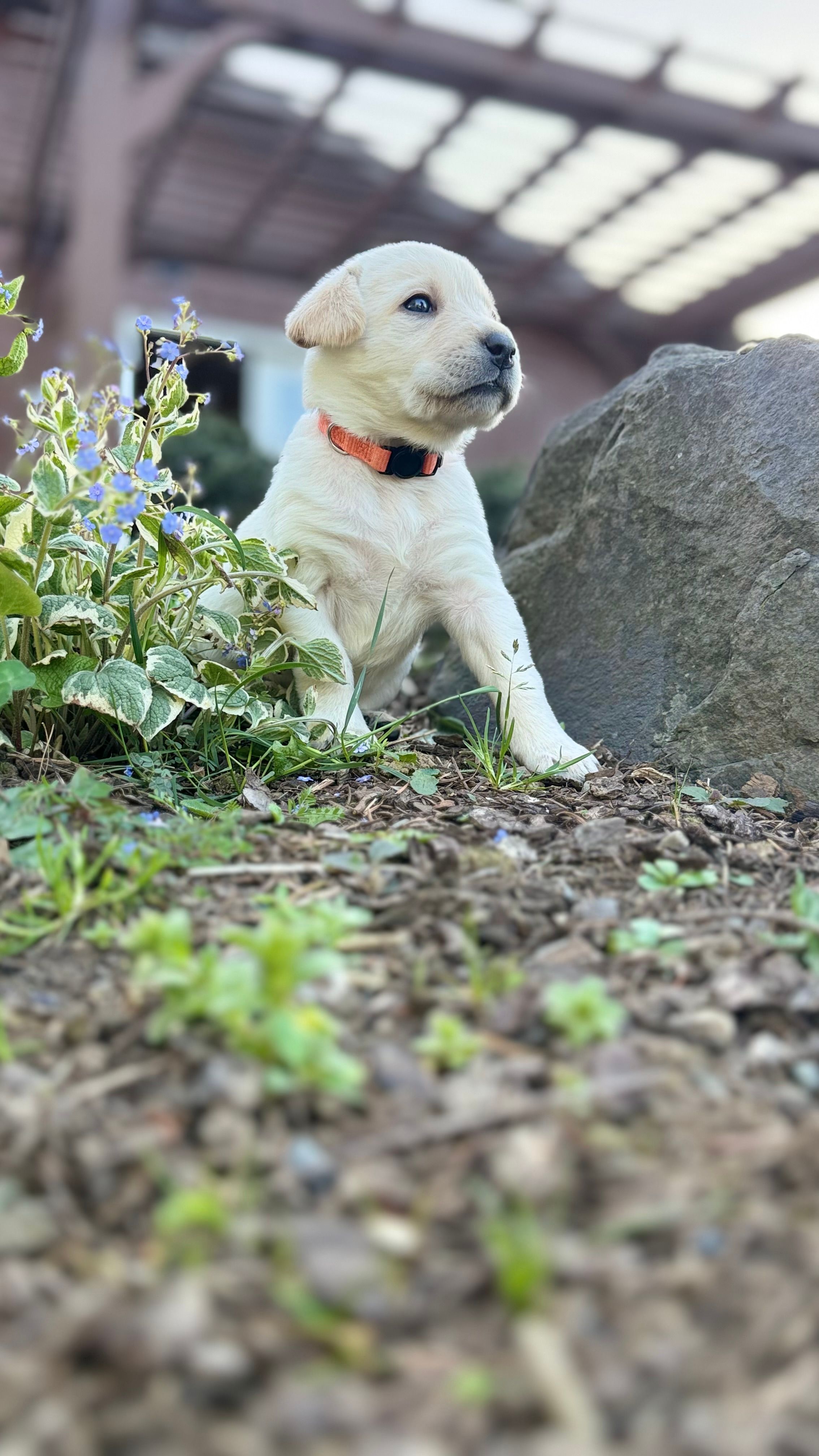 Orange – Labrador Retriever puppy for sale in Kelso, WA