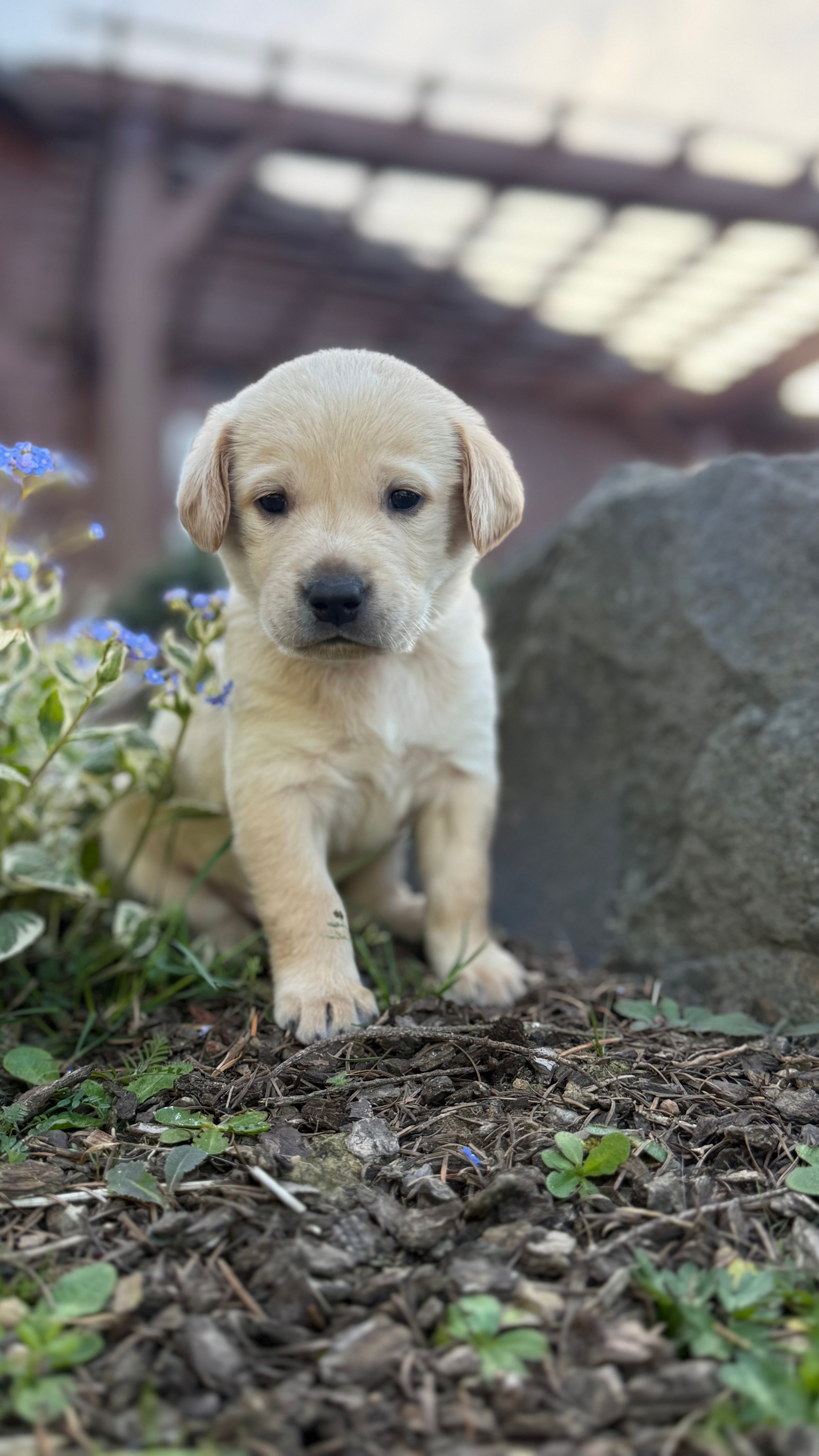 White – Labrador Retriever puppy for sale in Kelso, WA