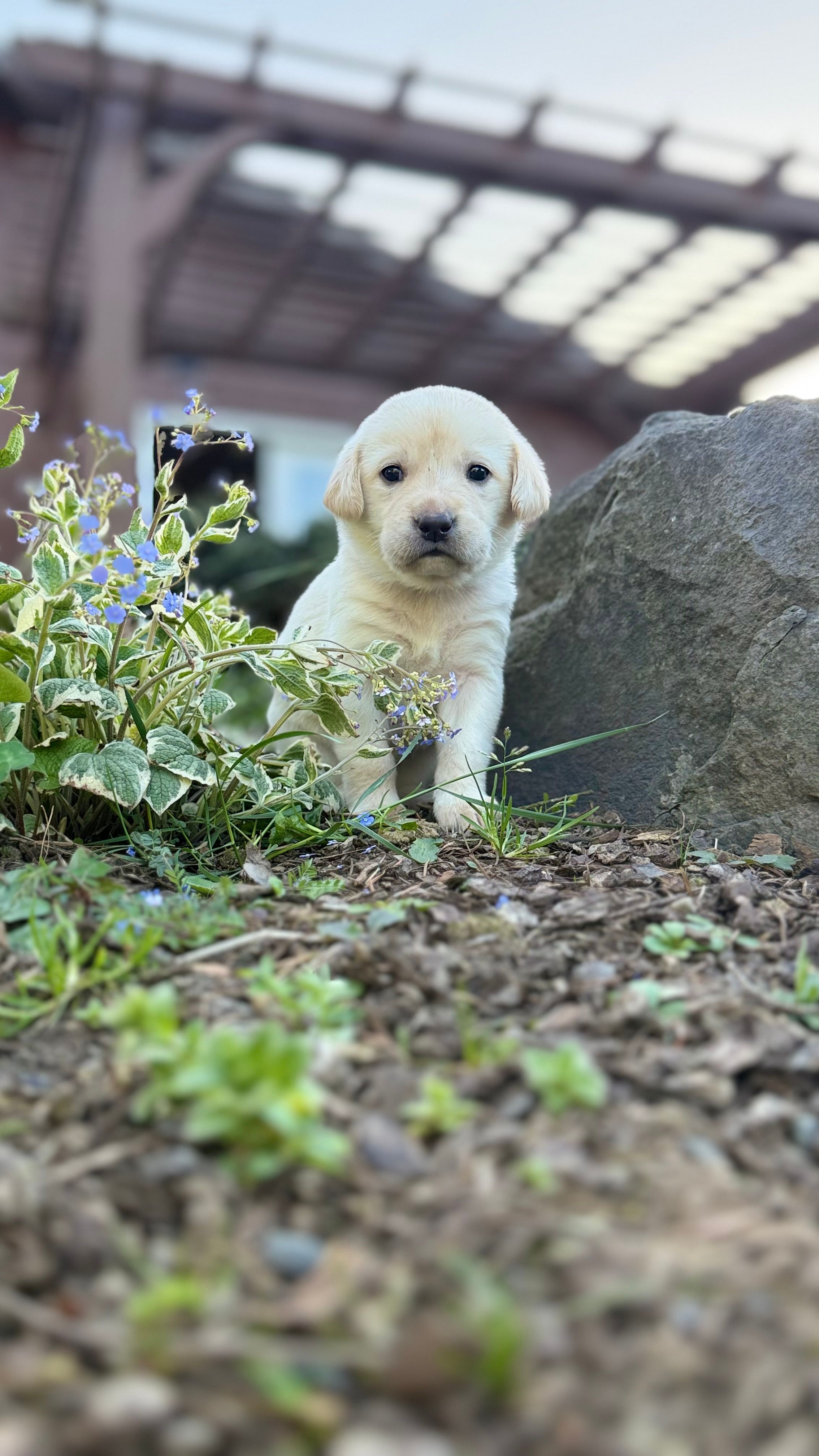 Dark Green – Labrador Retriever puppy for sale in Kelso, WA
