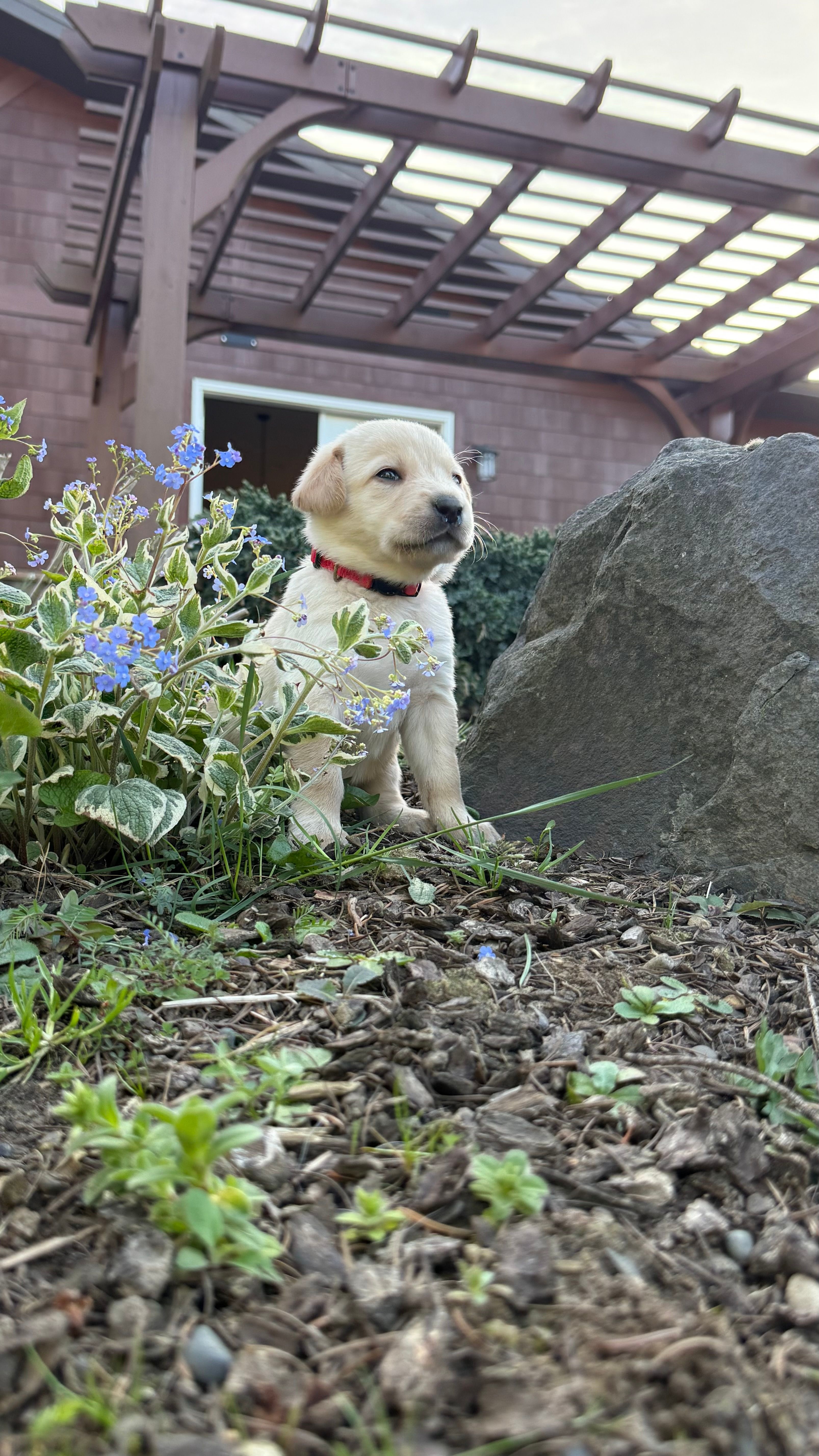 Red – Labrador Retriever puppy for sale in Kelso, WA