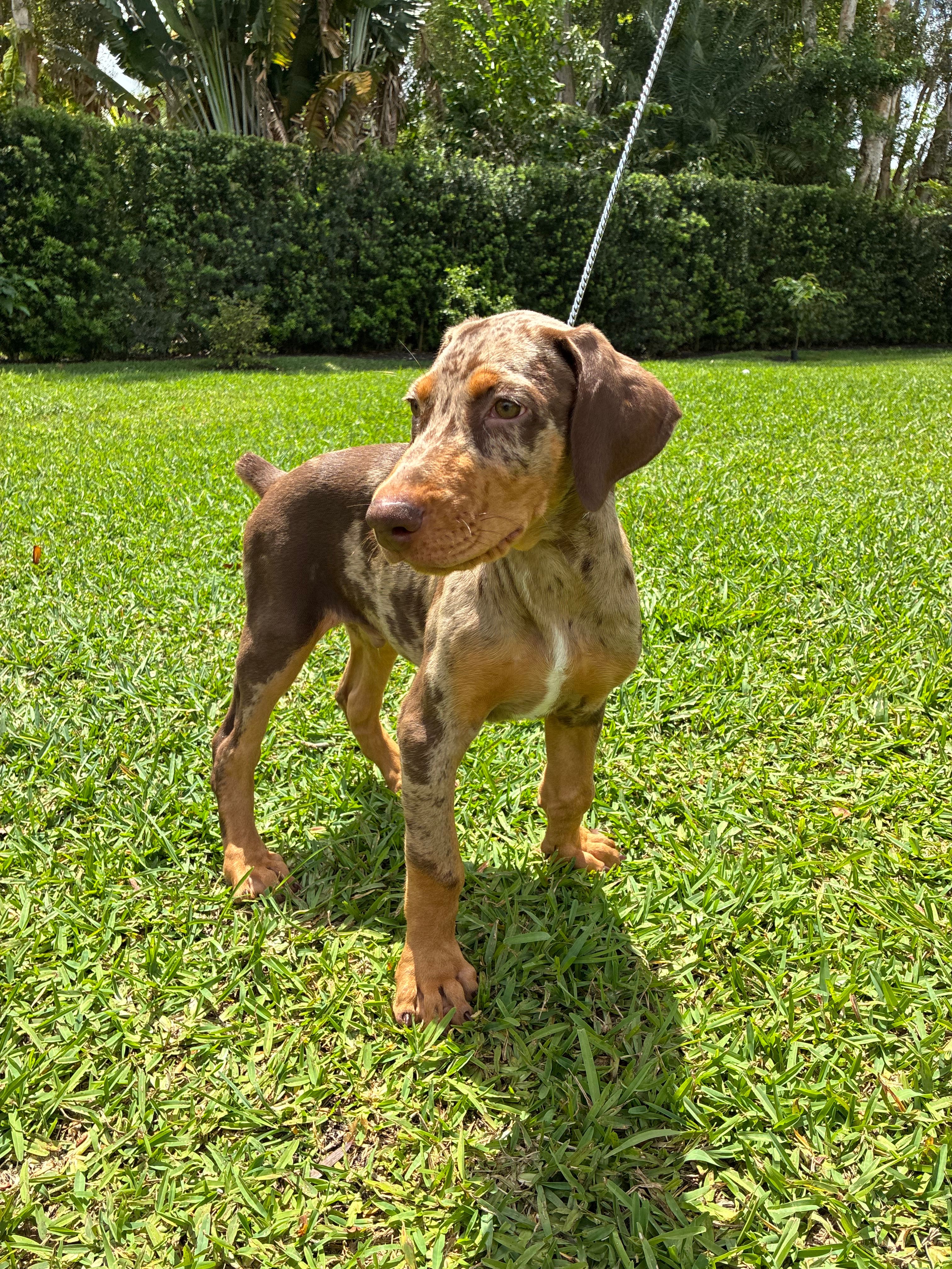 Puppy 1 Merle boy  – Doberman Pinscher puppy for sale in Hollywood, FL