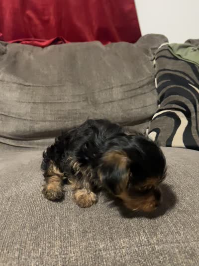 Miracle, a female Yorkshire Terrier for sale in San Diego, CA – 2 of 4
