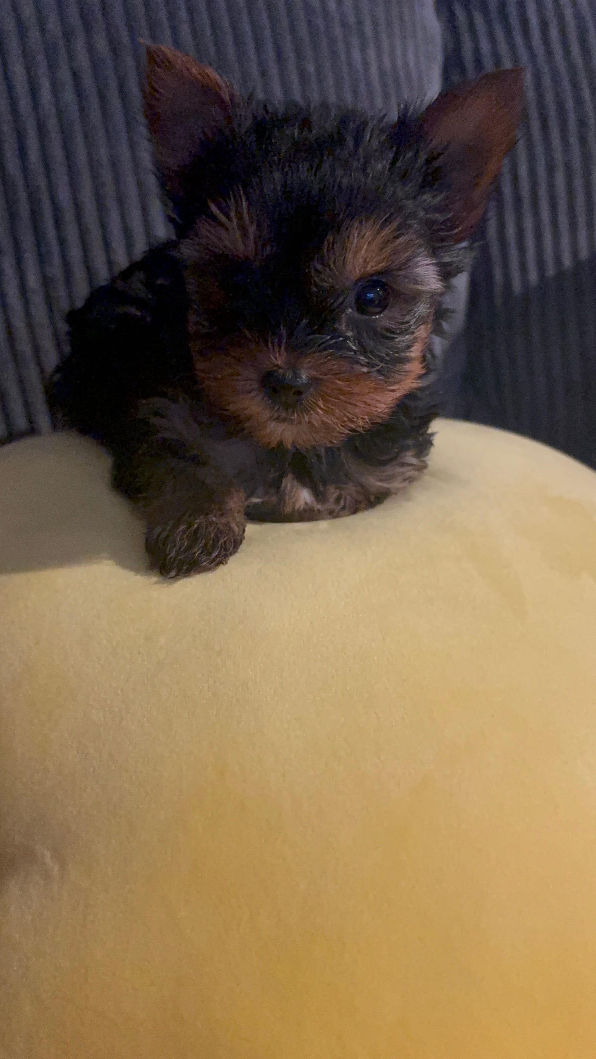 Tiny Boy – Yorkshire Terrier puppy for sale in Suitland, MD