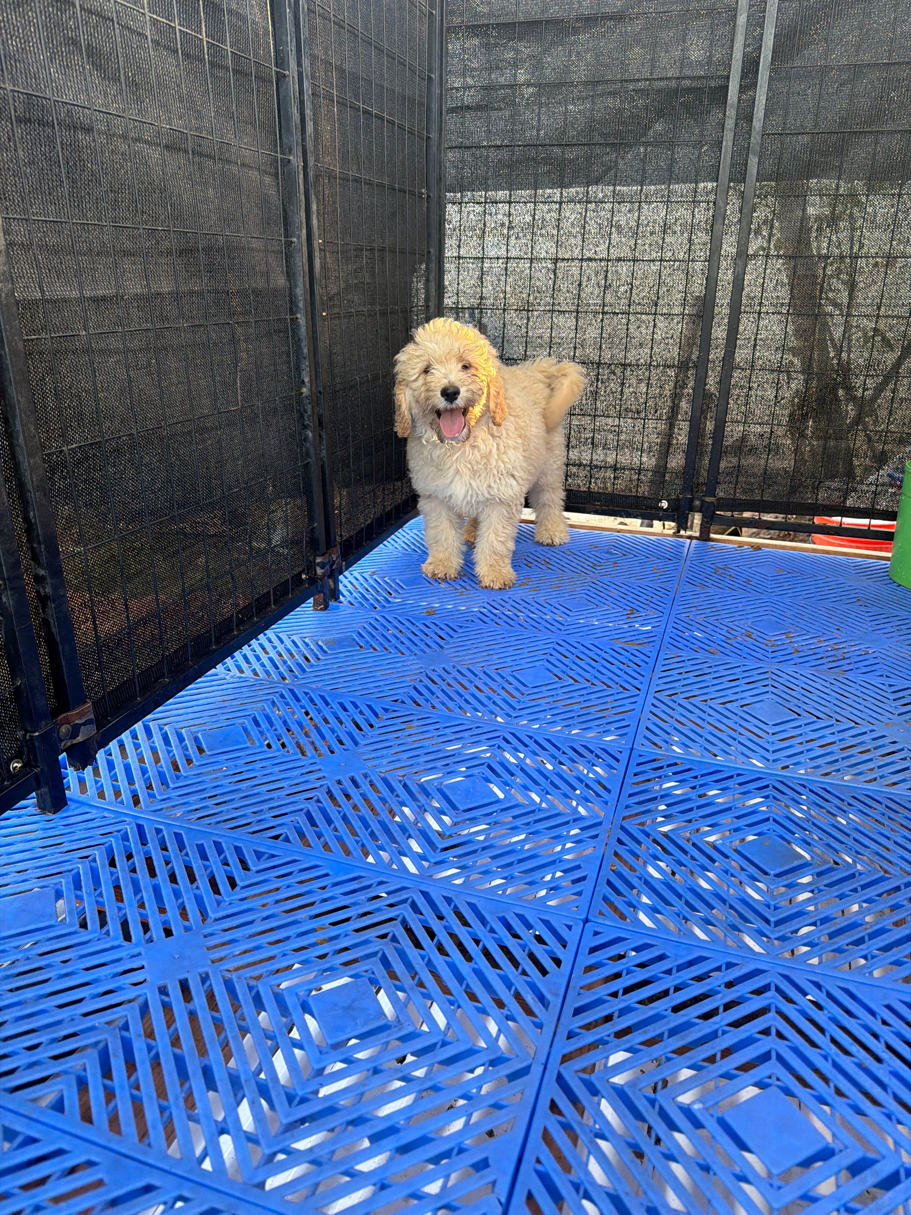 Female  – Goldendoodle puppy for sale in Los Angeles, CA