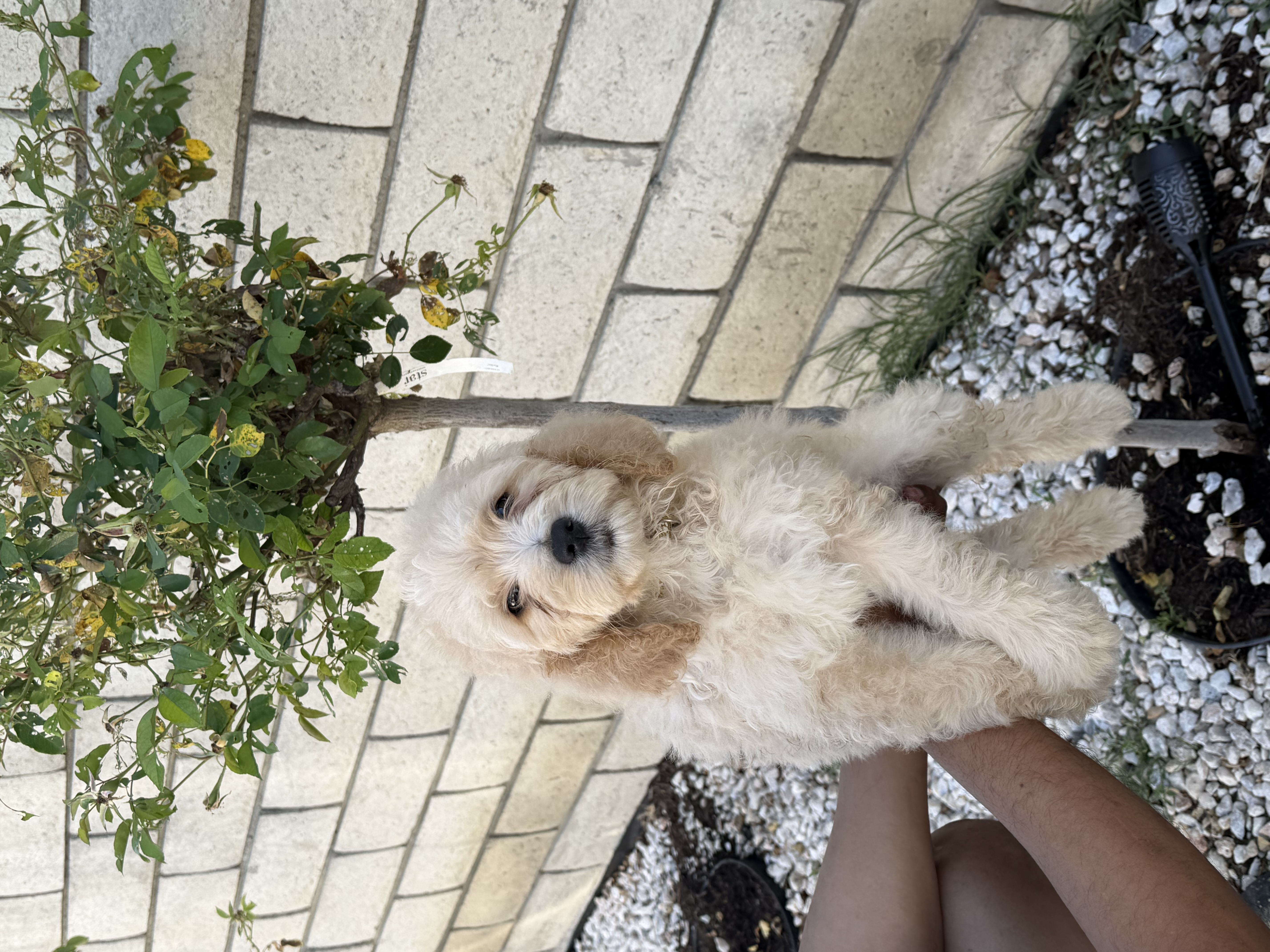 Female  – Goldendoodle puppy for sale in Los Angeles, CA