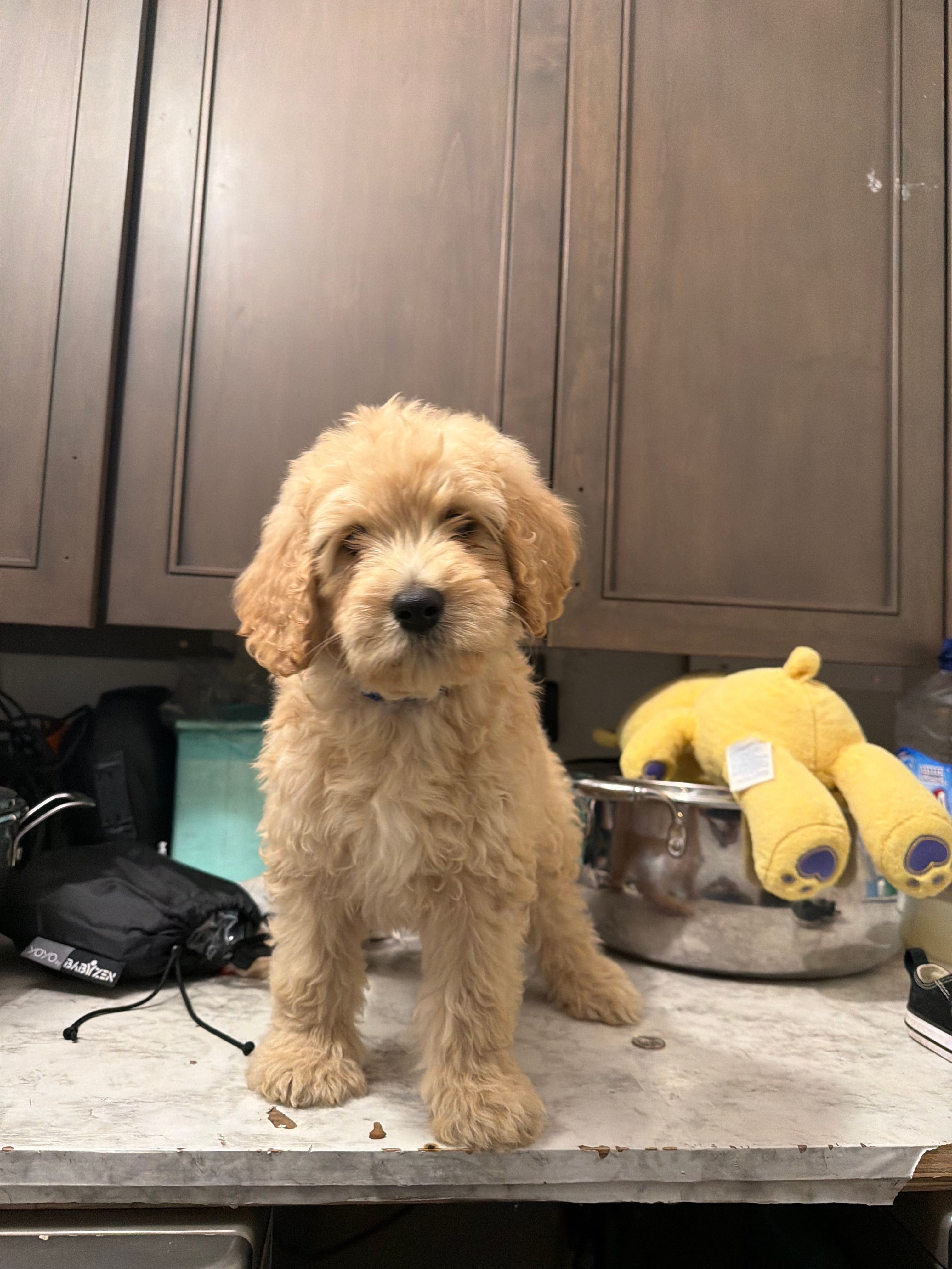 Female  – Goldendoodle puppy for sale in Los Angeles, CA