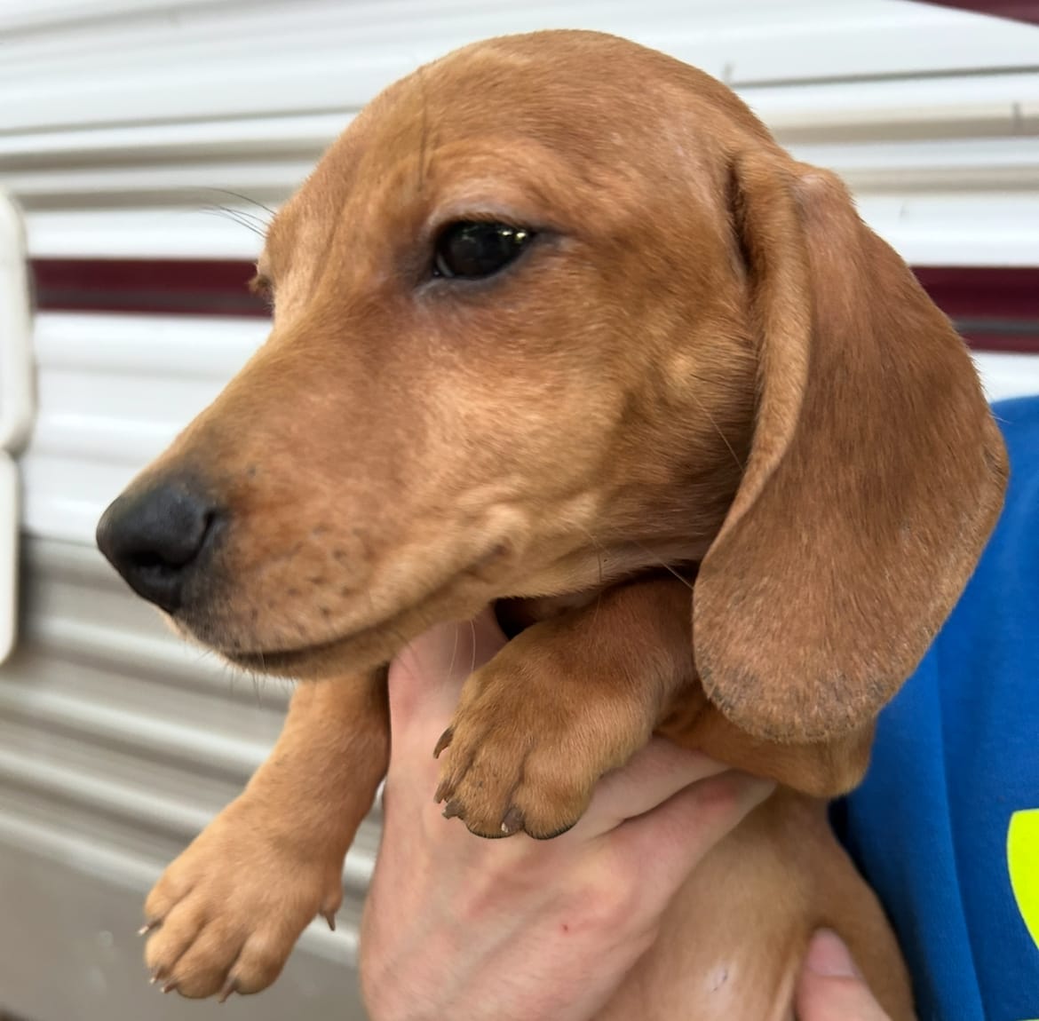 Cream male dapple boy – Miniature Dachshund puppy for sale in Carbondale, IL