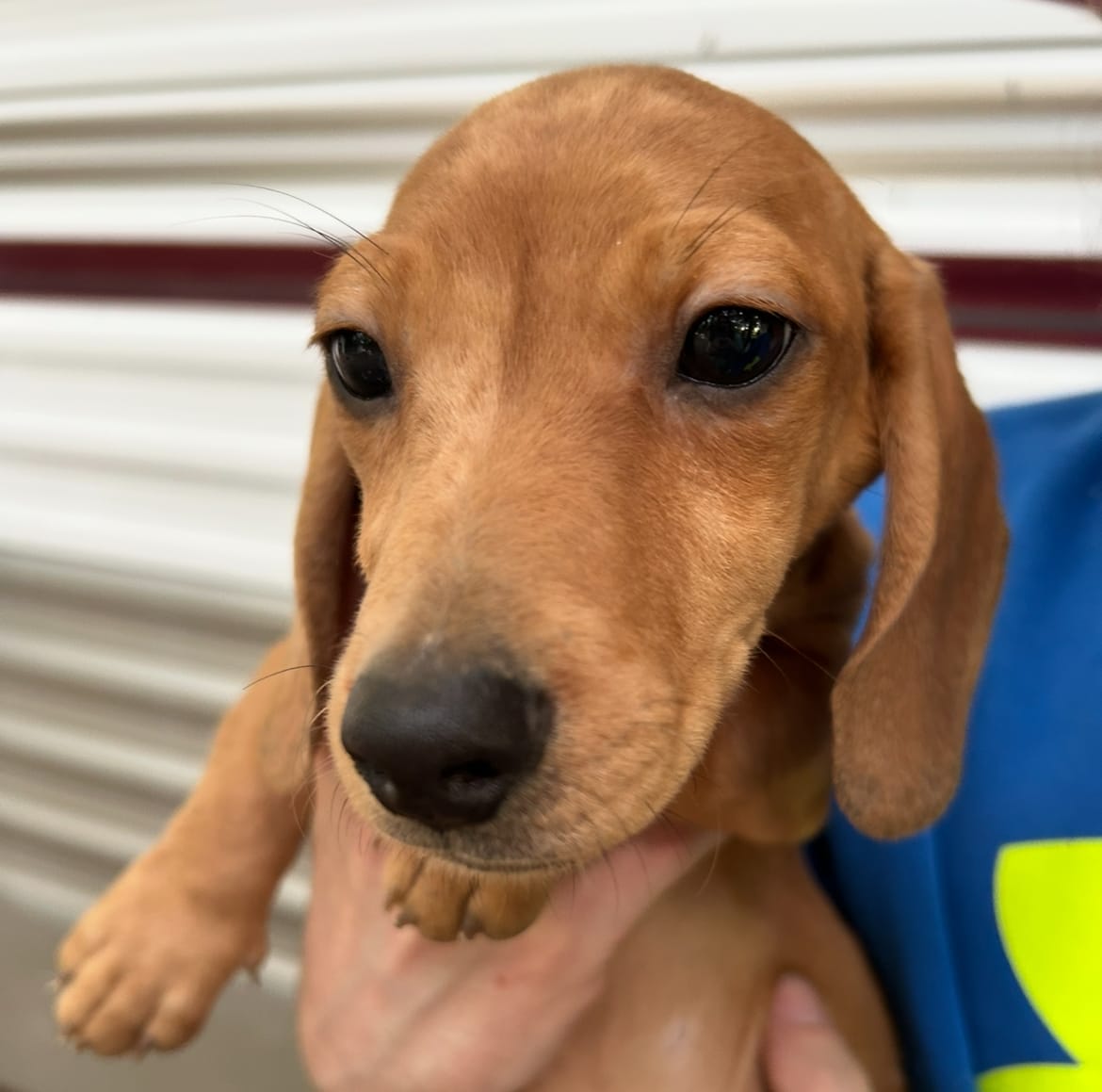 Red/Cream Dapple male – Miniature Dachshund puppy for sale in Carbondale, IL