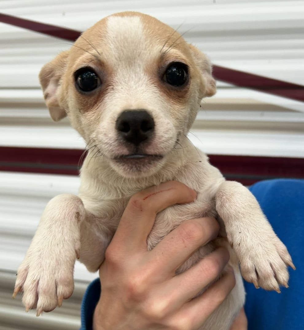 Male chihuahua  – Chihuahua puppy for sale in Carbondale, IL