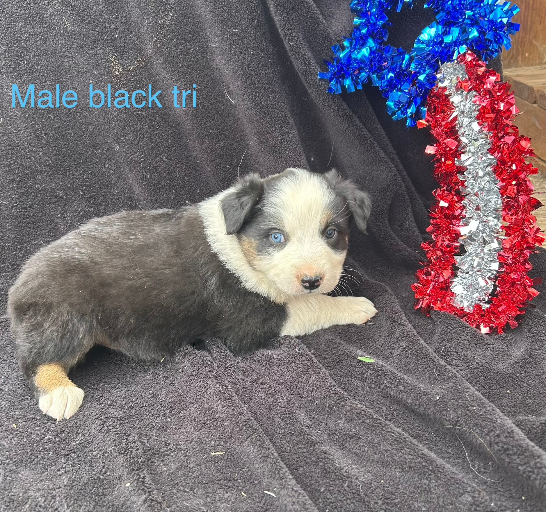 Oakley – Australian Shepherd puppy for sale in Cotopaxi, CO