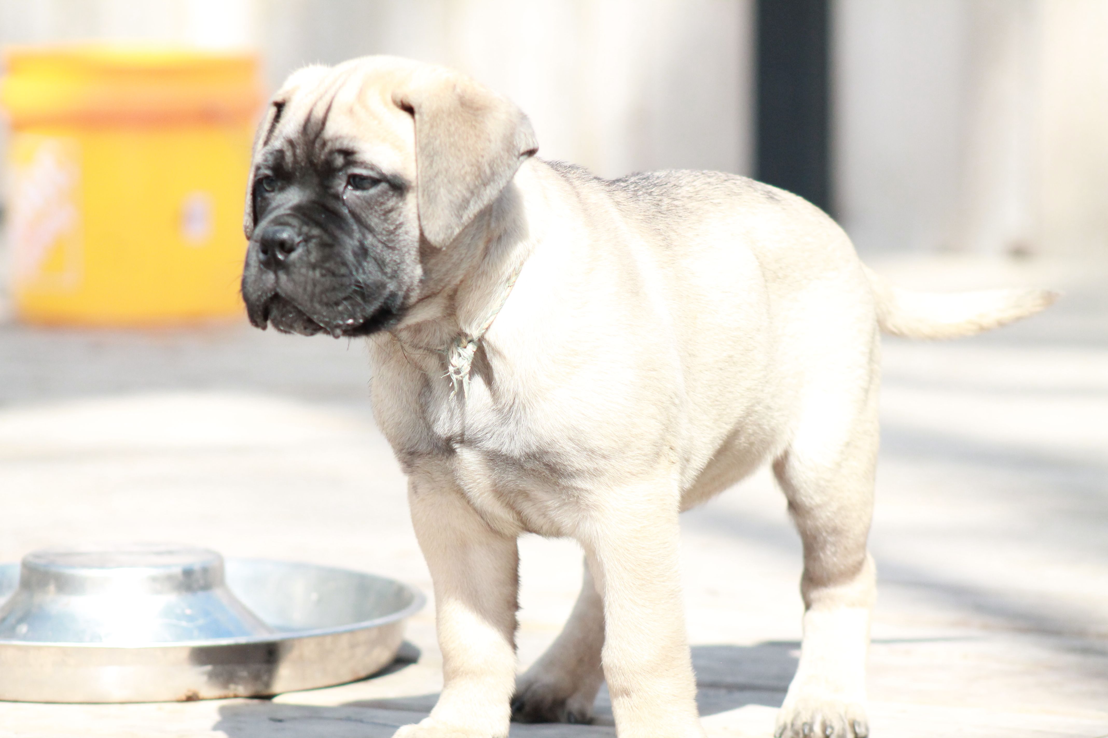 Blue – Bullmastiff puppy for sale in Chicago, IL