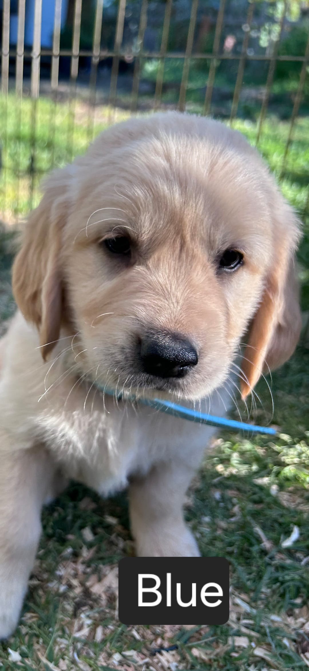 Blue – Golden Retriever puppy for sale in Talent, OR