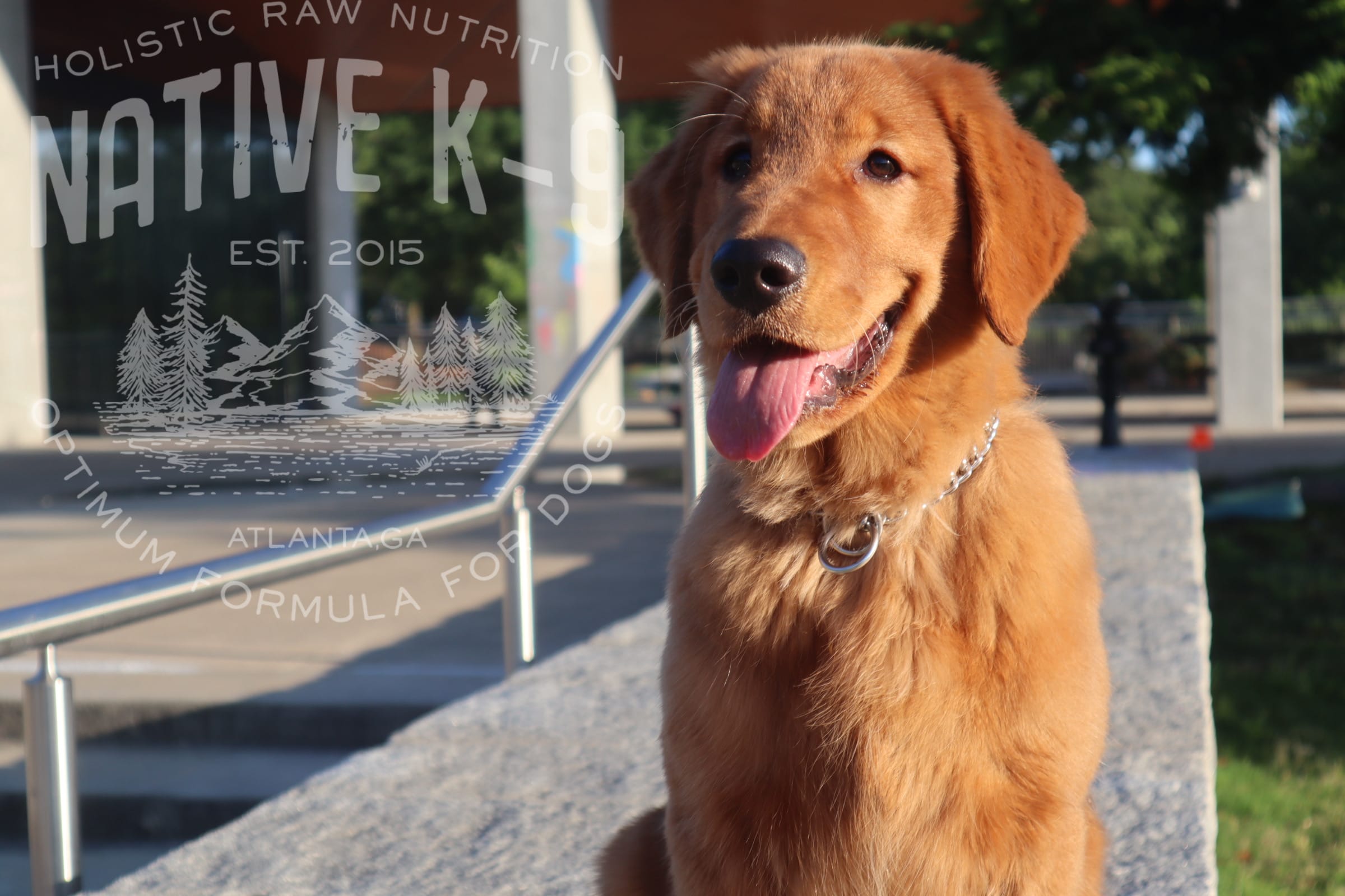 Teddy(Trained) – Golden Retriever puppy for sale in Atlanta, GA